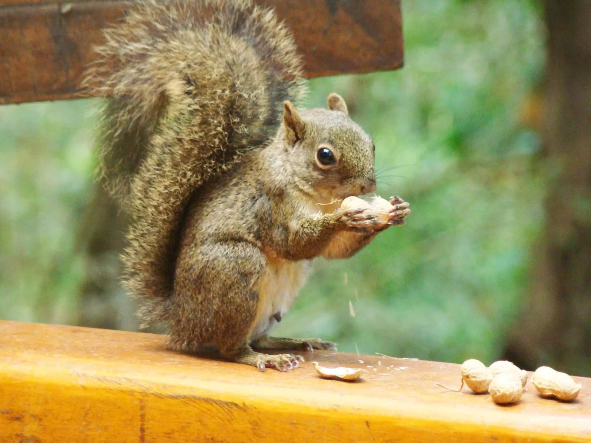 Animals in Pousada do Castelo