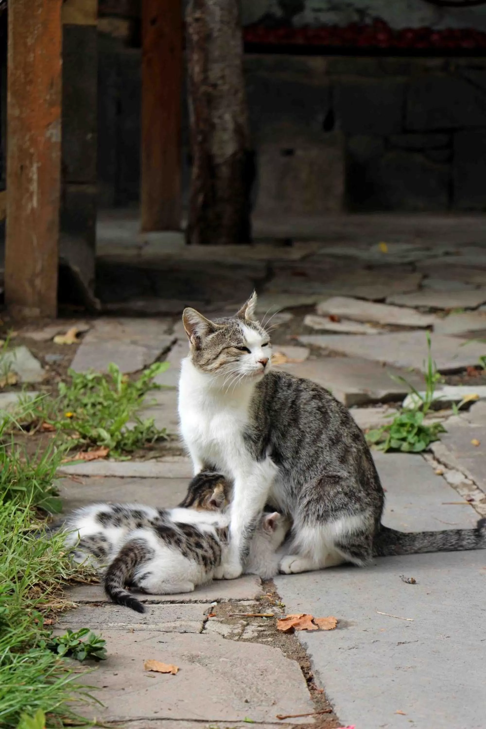 Pets in Green Stone Boutique Hotel