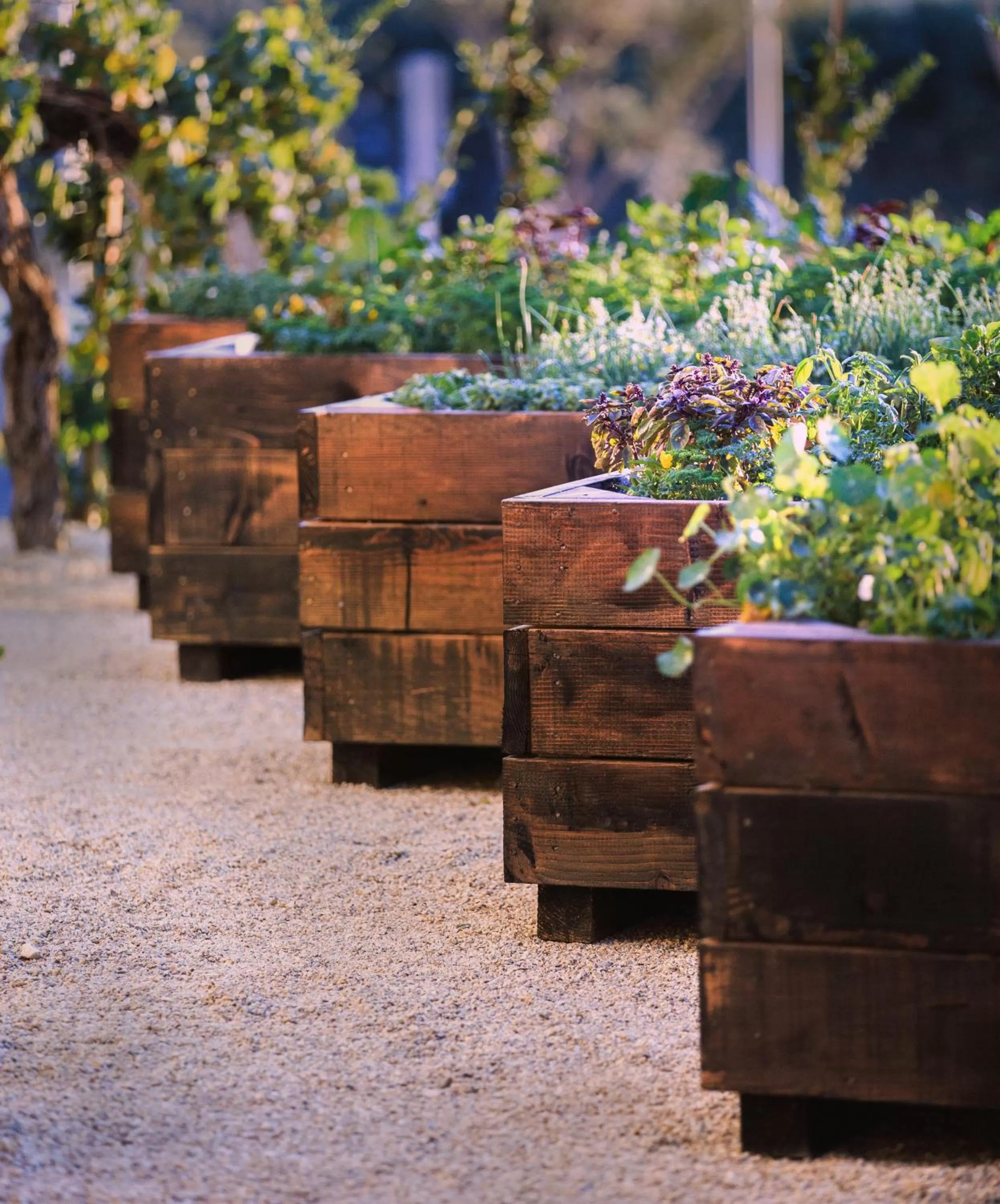 Garden in Allegretto Vineyard Resort Paso Robles