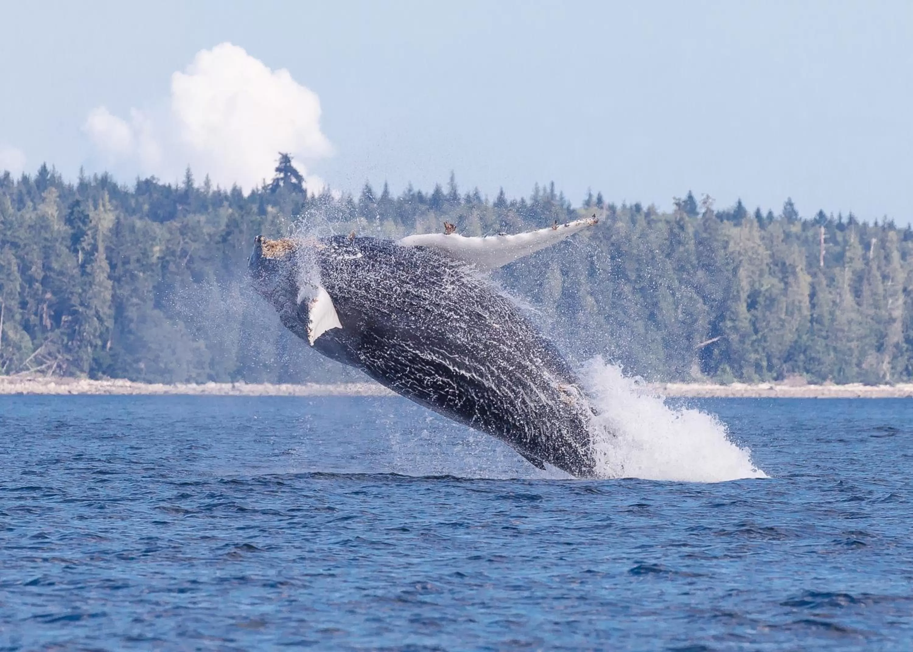 Activities, Other Animals in Money Pennies Bed and Breakfast