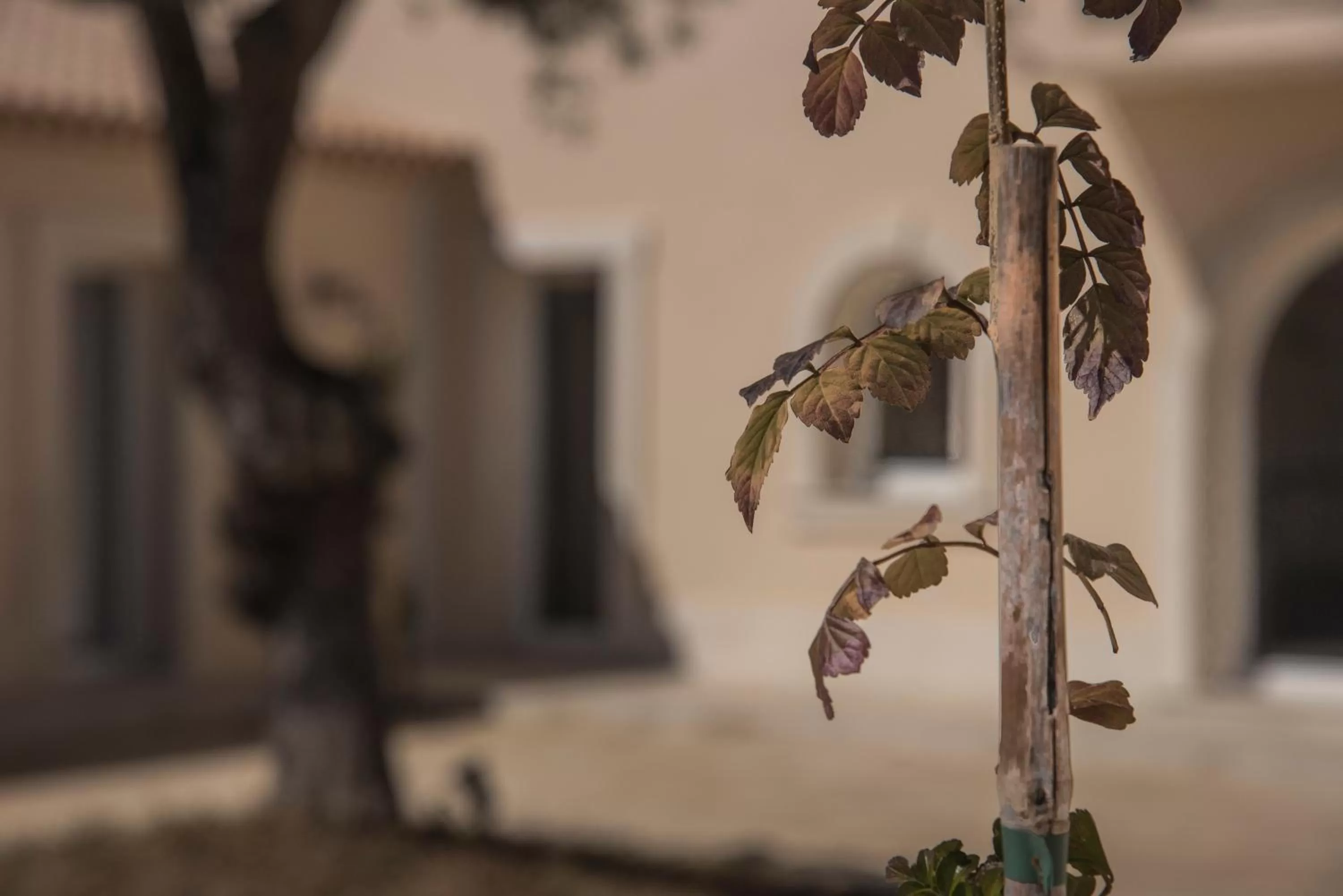 Day in Baglio Genovesi