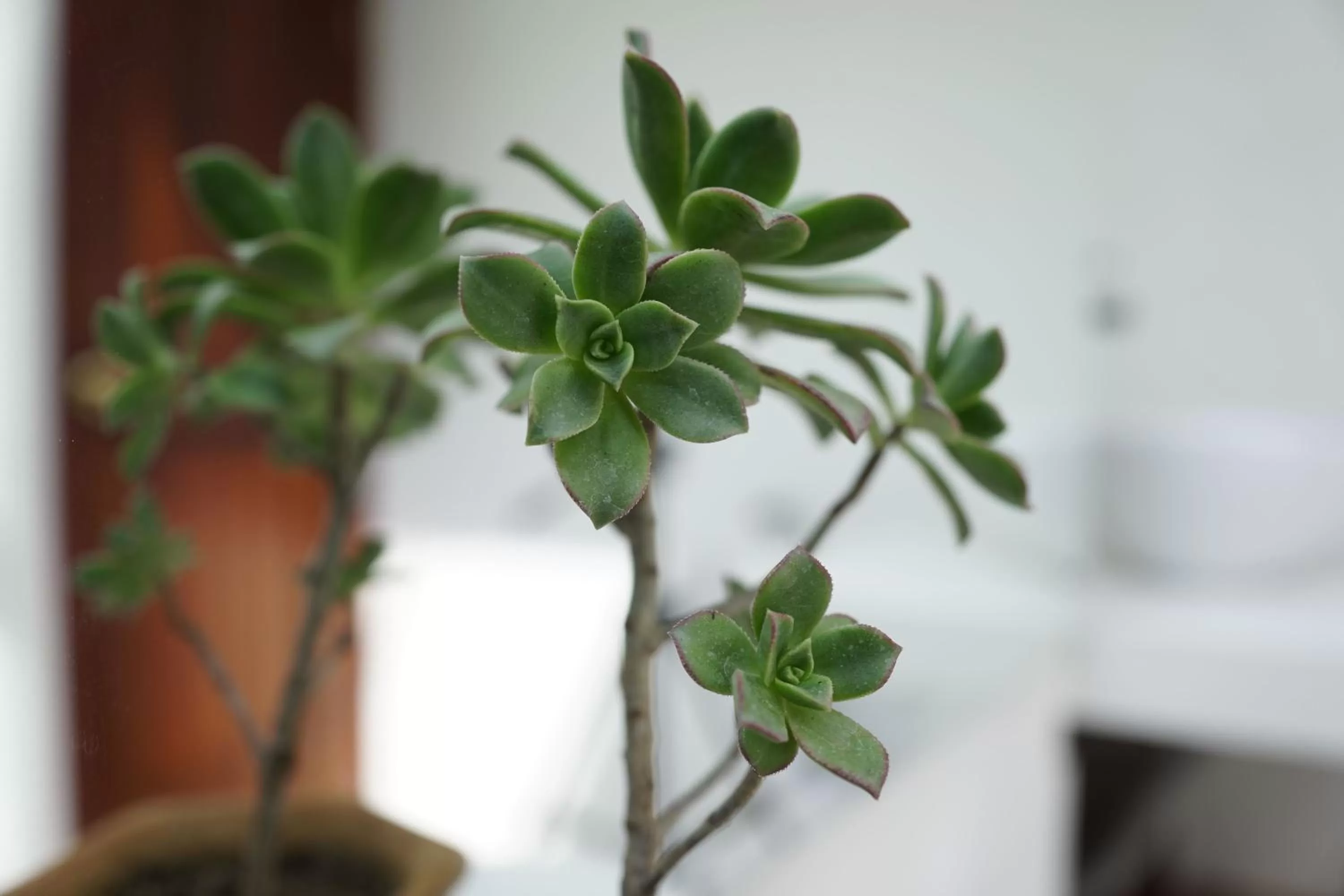 Decorative detail in Hotel Chalet El Castillo by Majuva