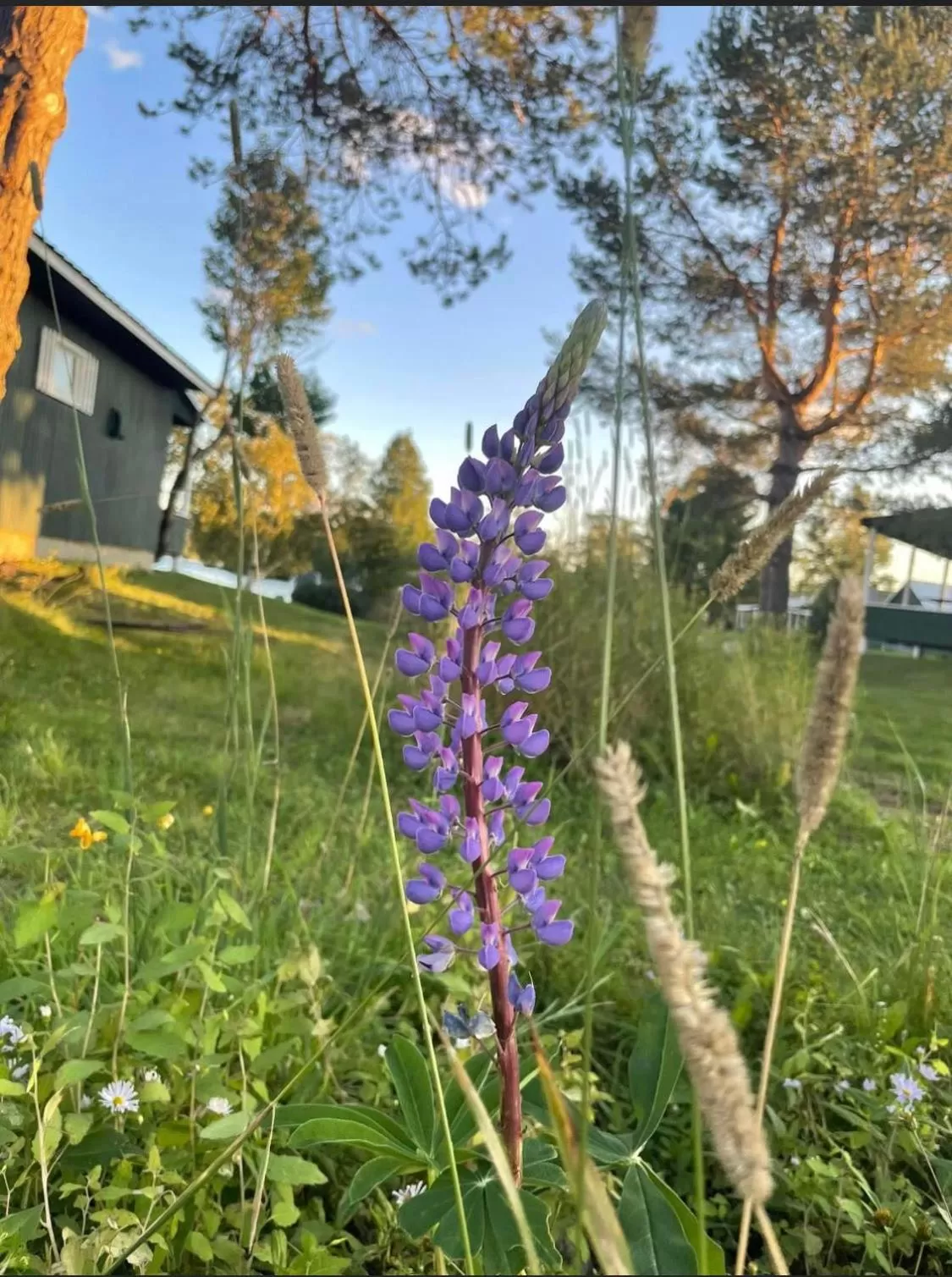 Natural landscape in Rangeley Town & Lake