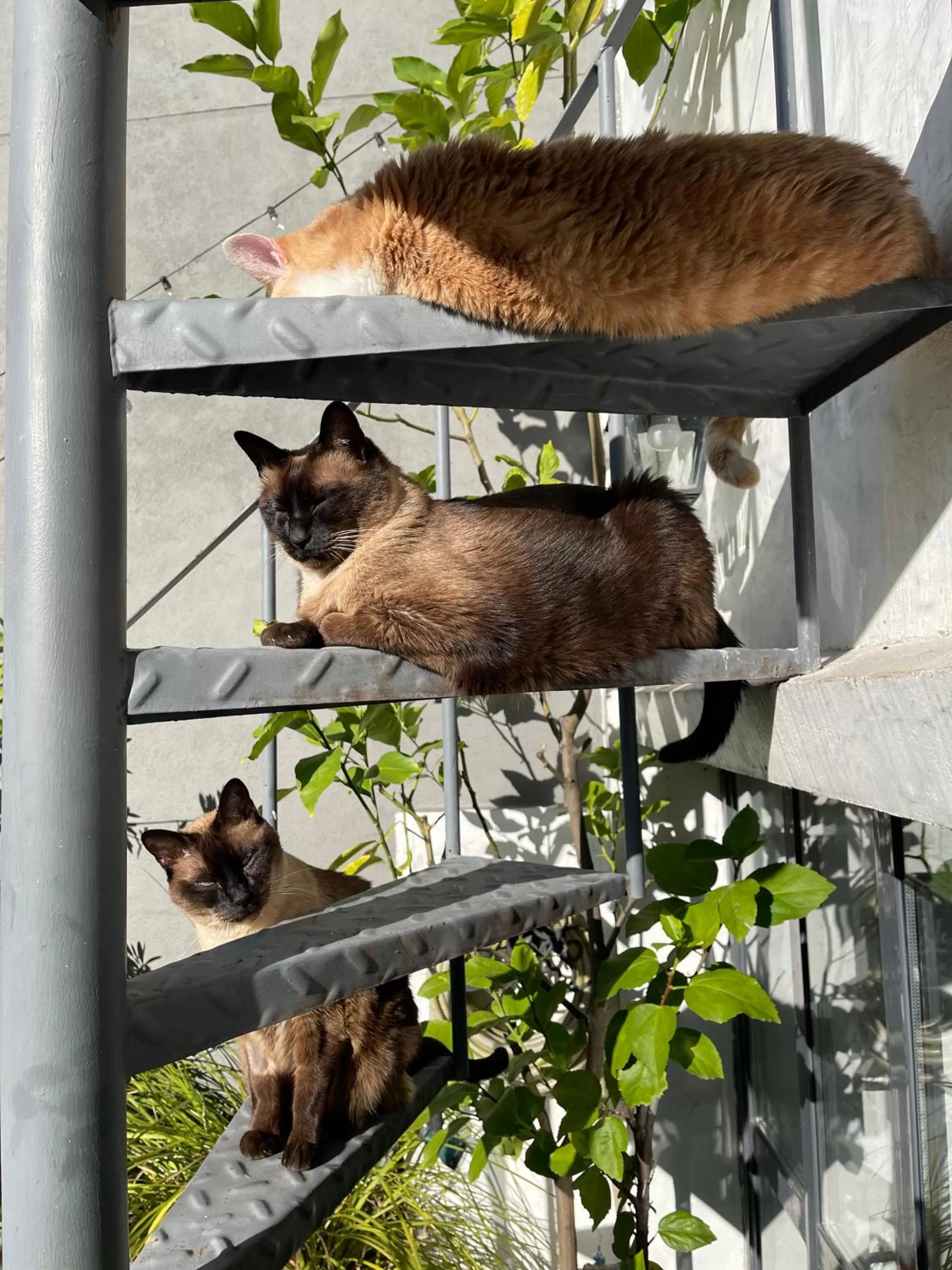 Garden in Le Petit Palais