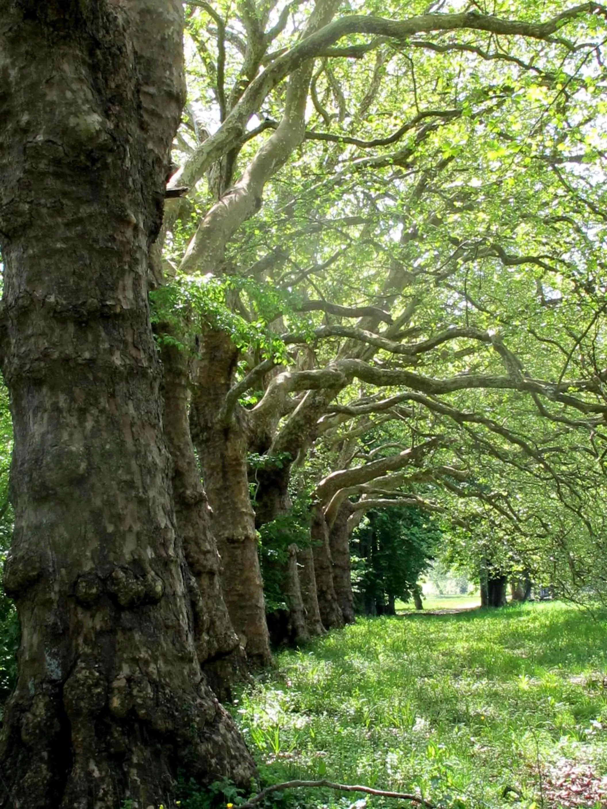 Natural landscape in Manoir de la Rémonière
