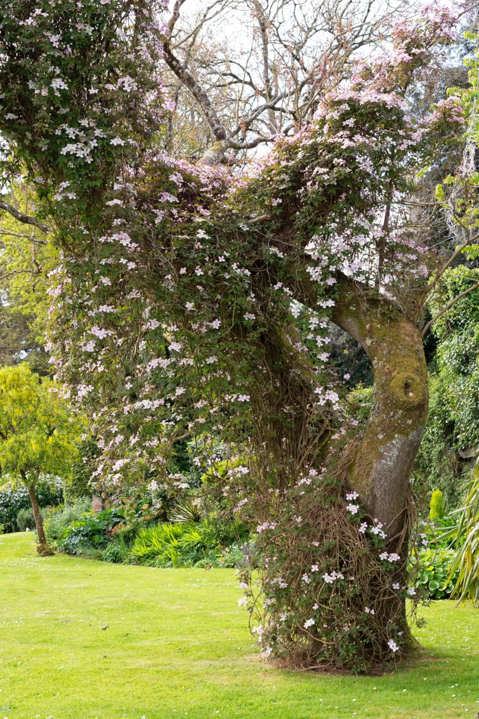Garden in Lord Haldon Country Hotel, Sure Hotel Collection by Best Western