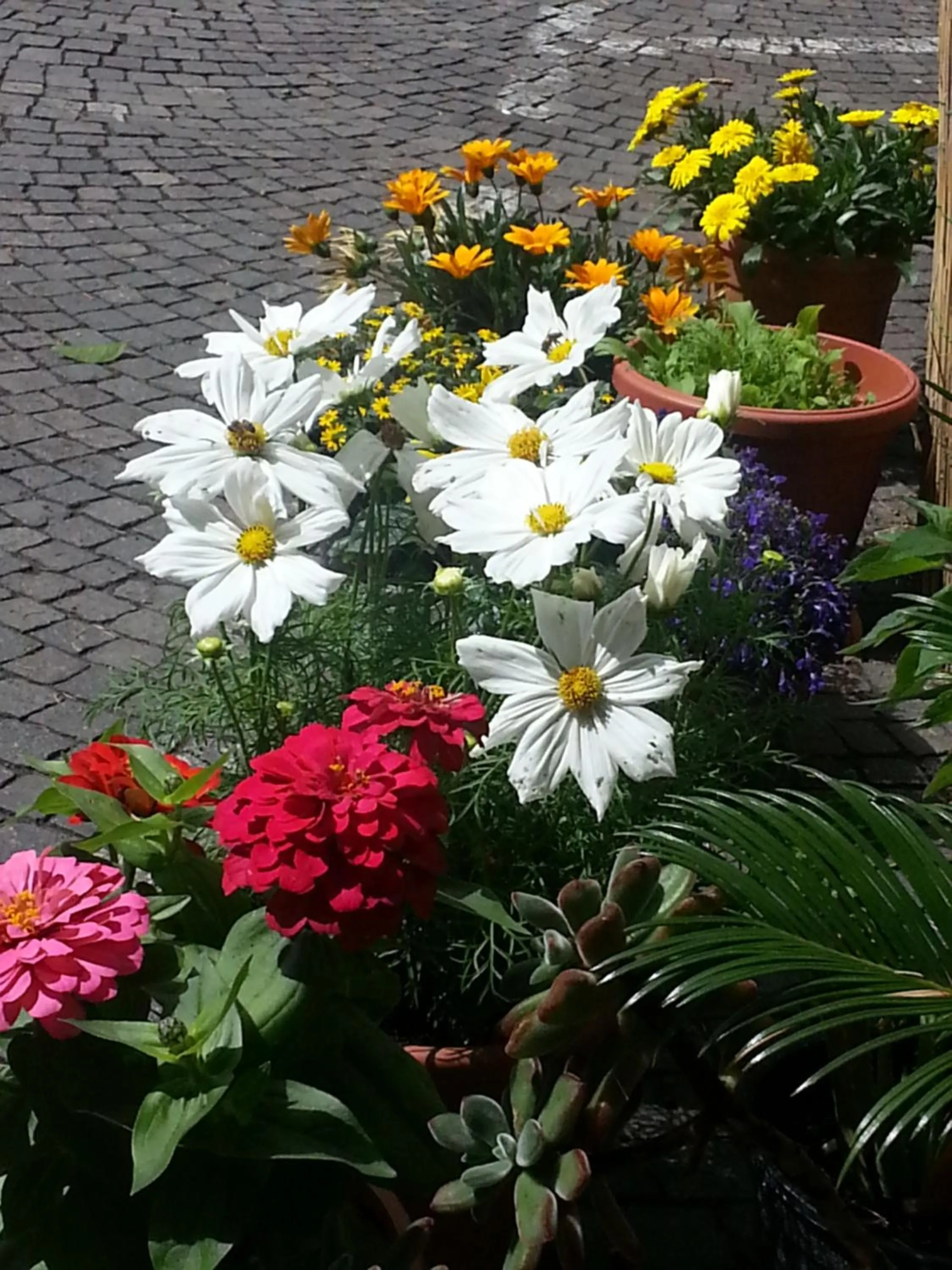 Natural landscape in Hotel Jasmin