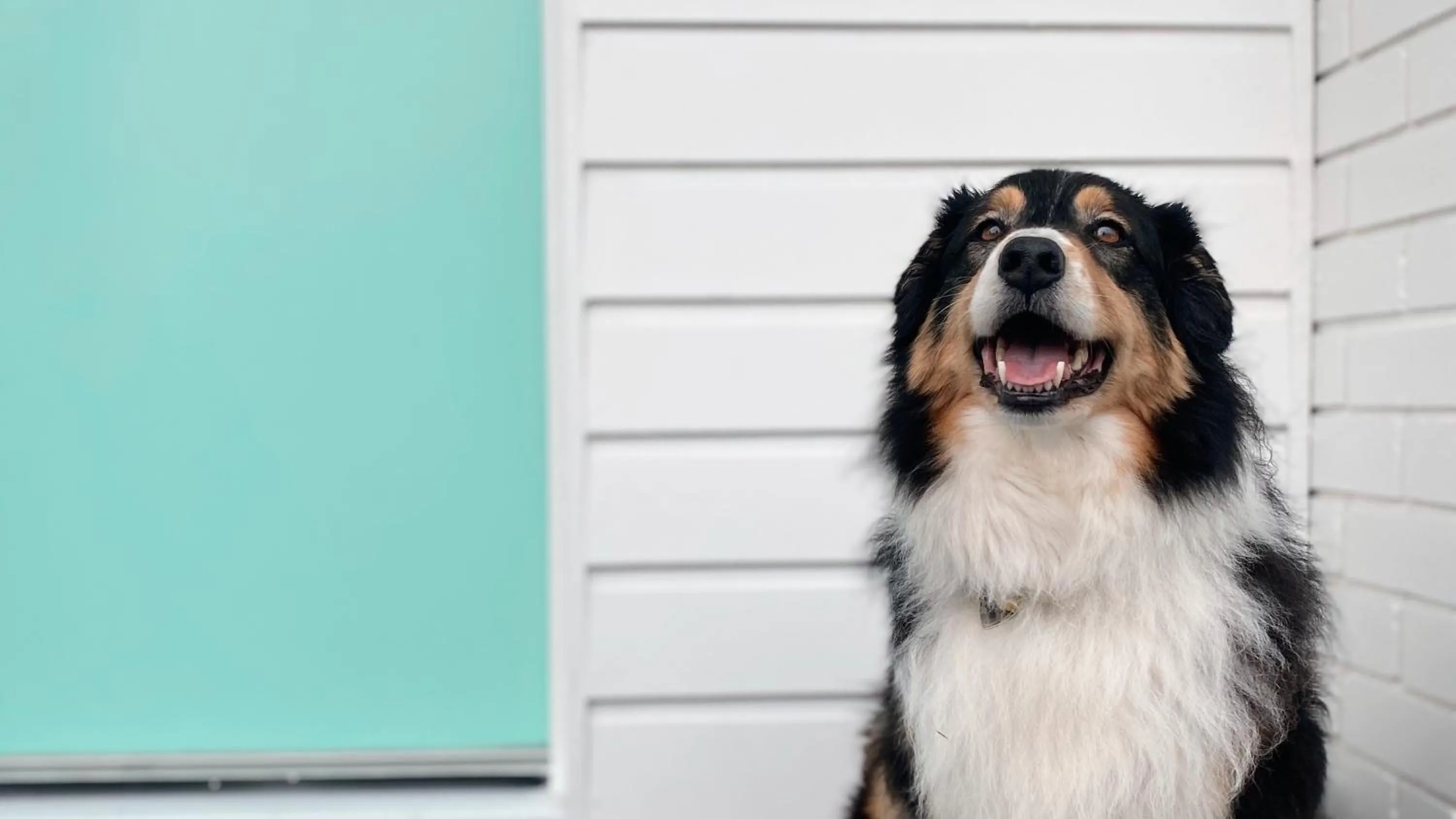 Pets in Shoredrive Motel