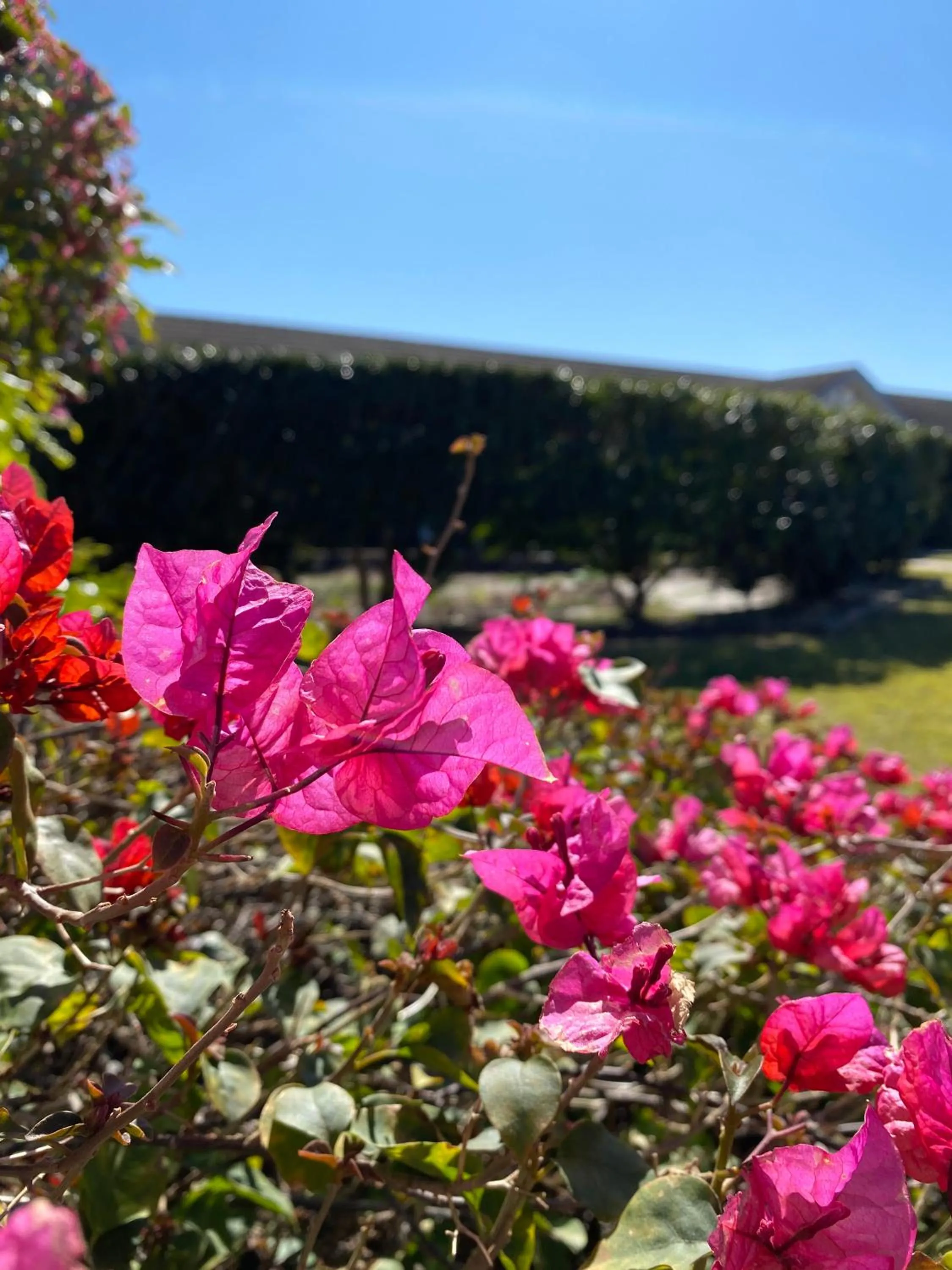 Garden in Sir Francis Drake