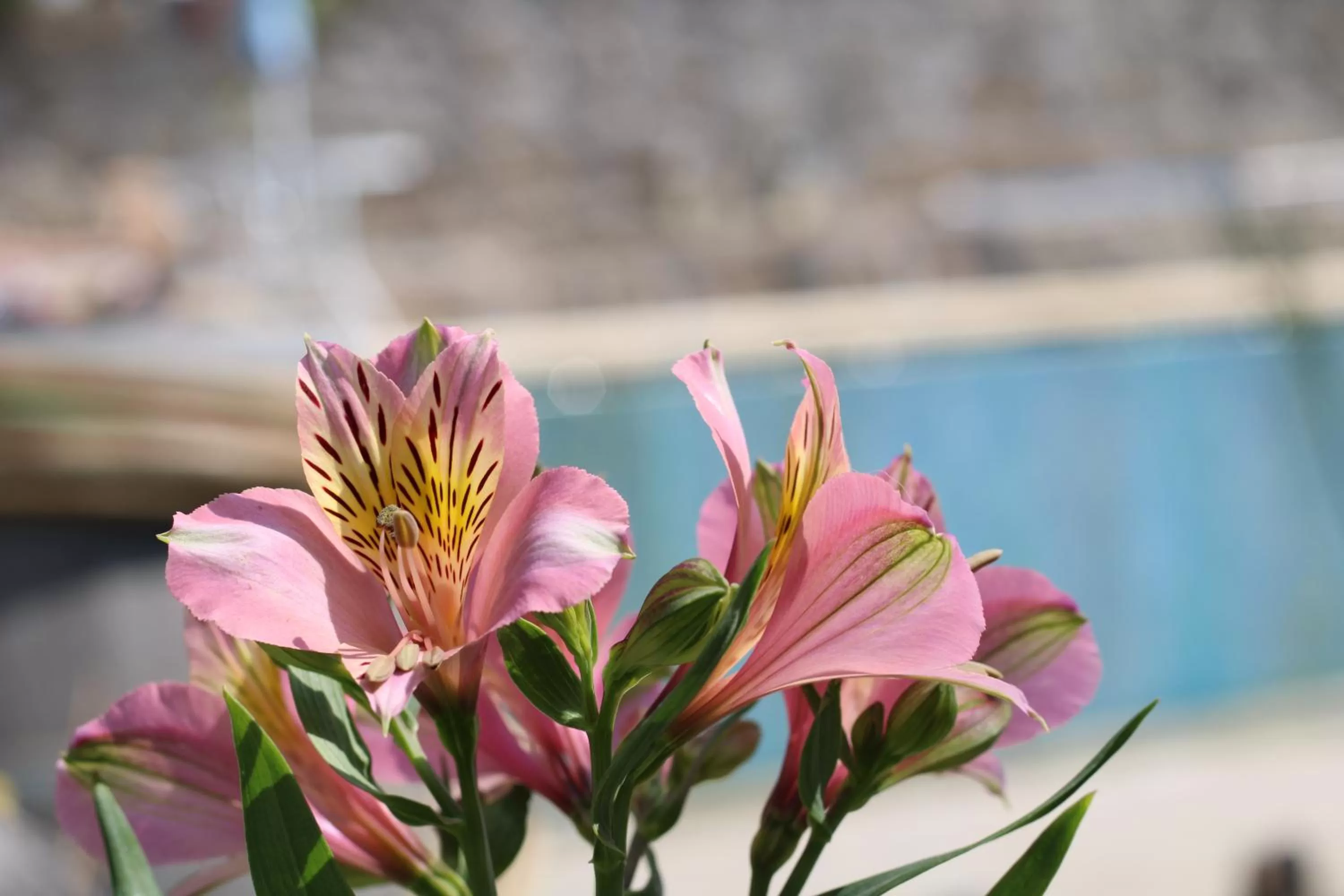 Garden in Casa da Aldeia da Avó