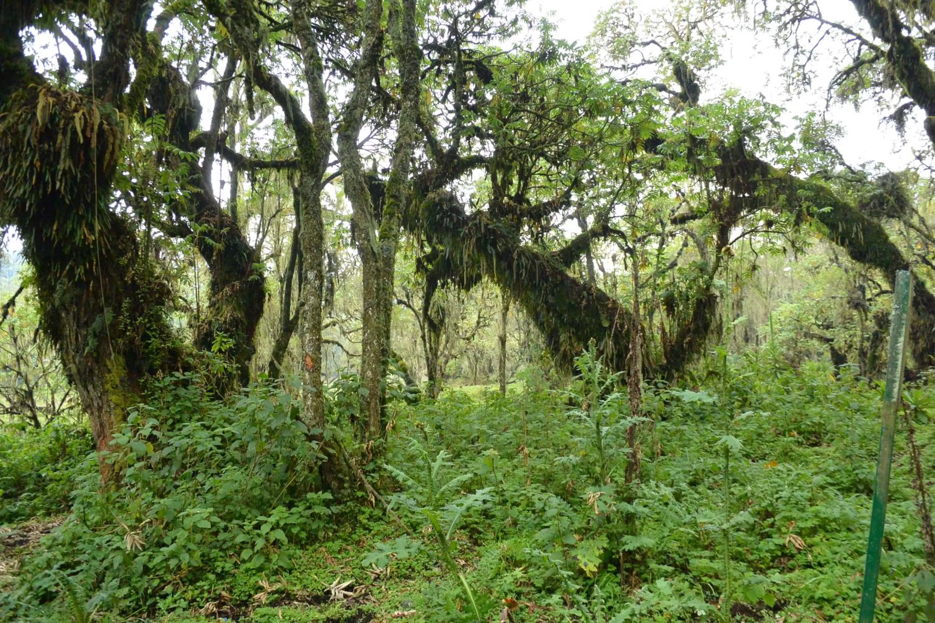 Staff in Isange Paradise Resort