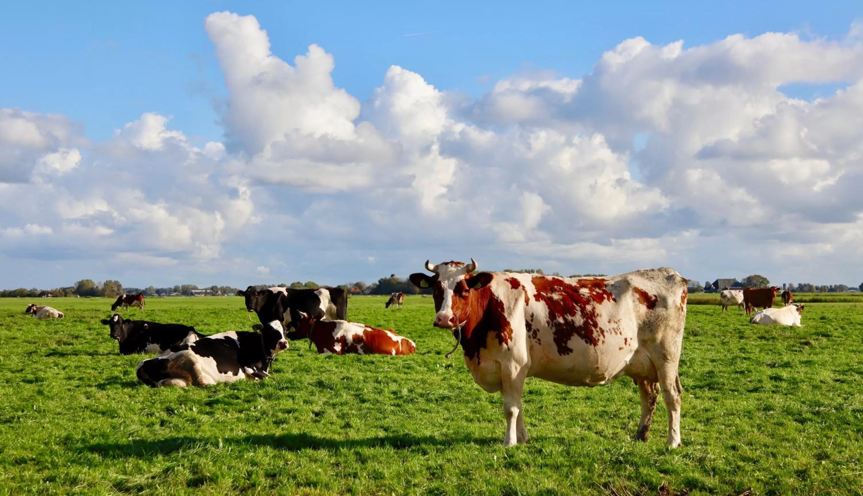 Animals in B & B Marrum Hotel Marrum