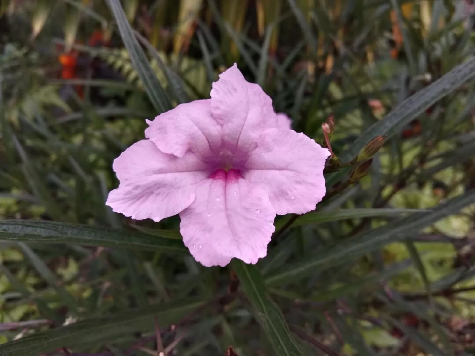 Tree Tops River Huts