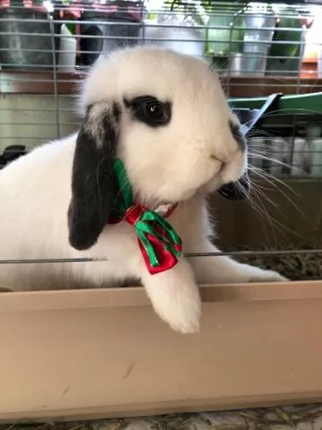 Animals in Hotel La Grange - Animal Chic Hotel