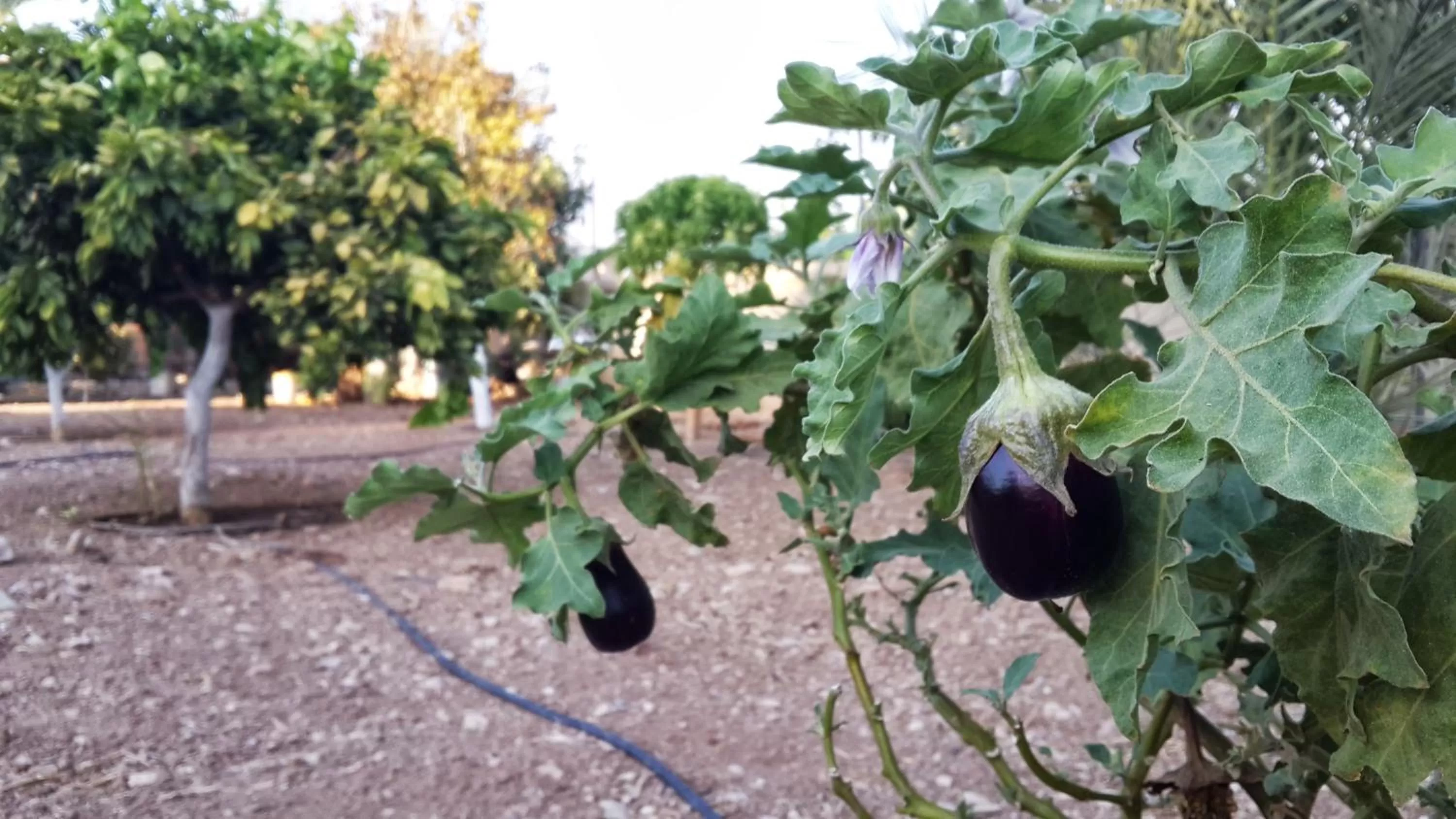 Garden in Auberg-Inn Guesthouse