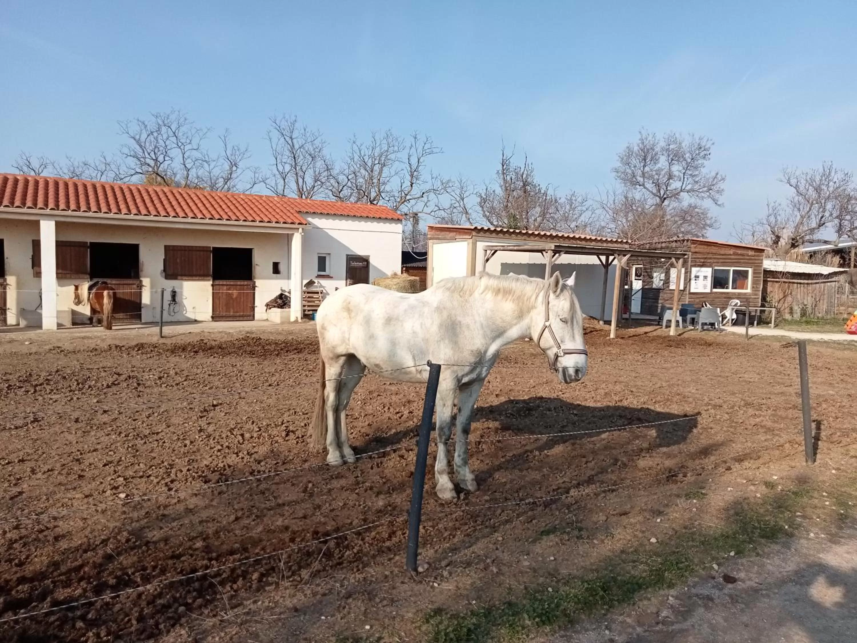 Horse-riding, Other Animals in Mas Palegry côté terrasse
