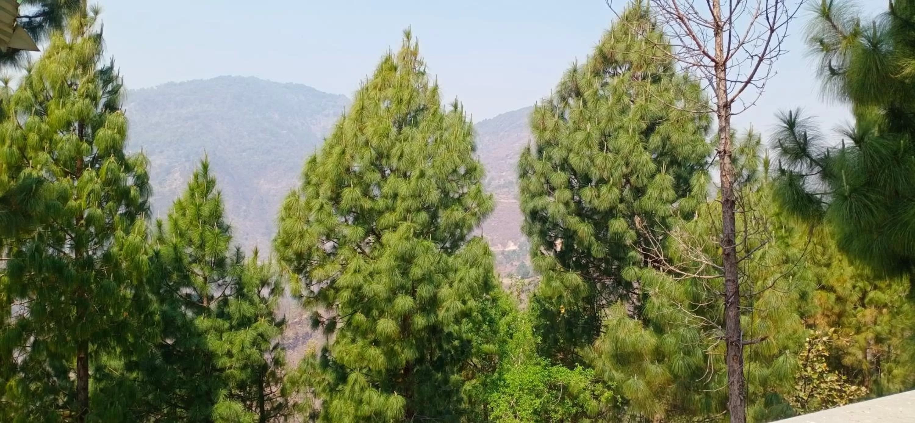 View (from property/room) in Blue Pine Orchards