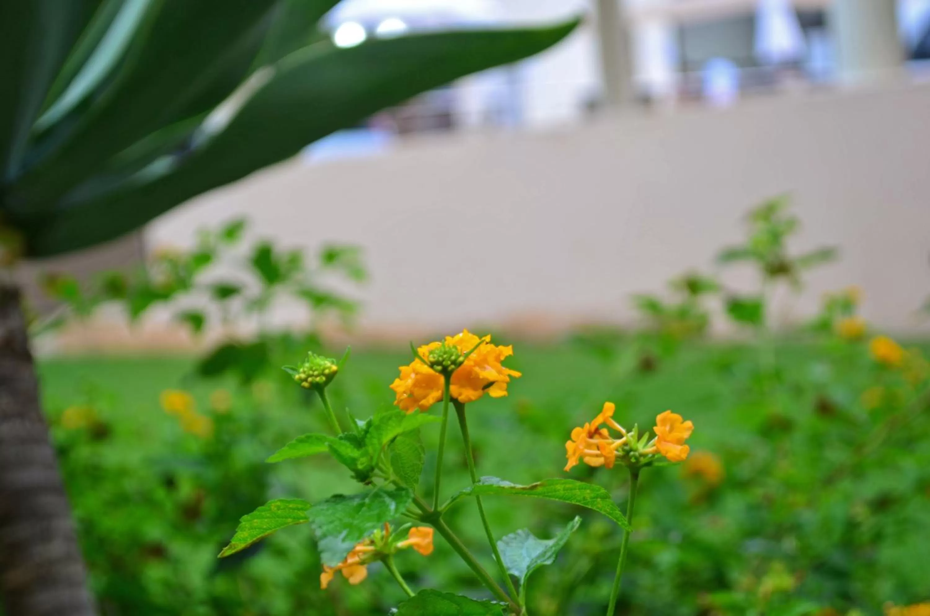 Garden in Pontal Praia Hotel