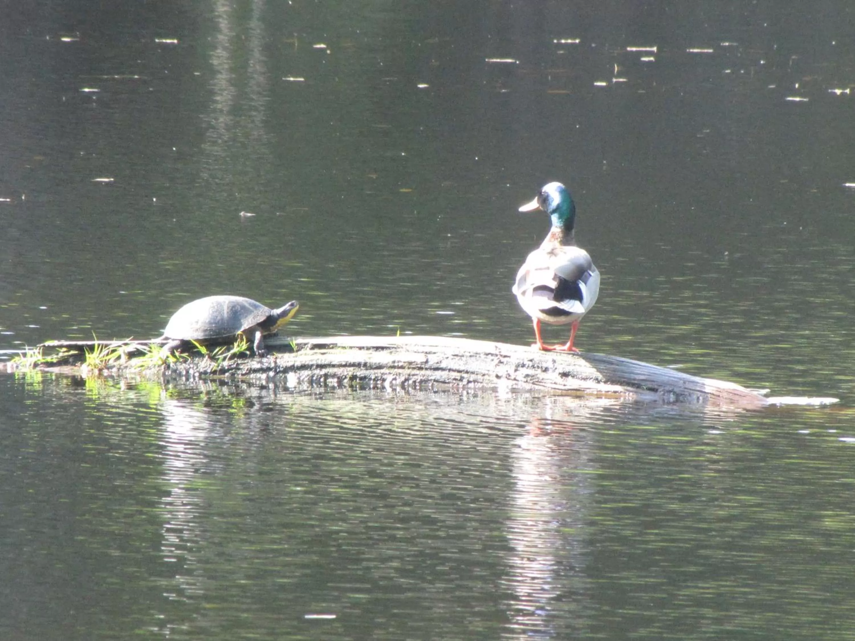 Animals, Other Animals in Shambhala Bed and Breakfast