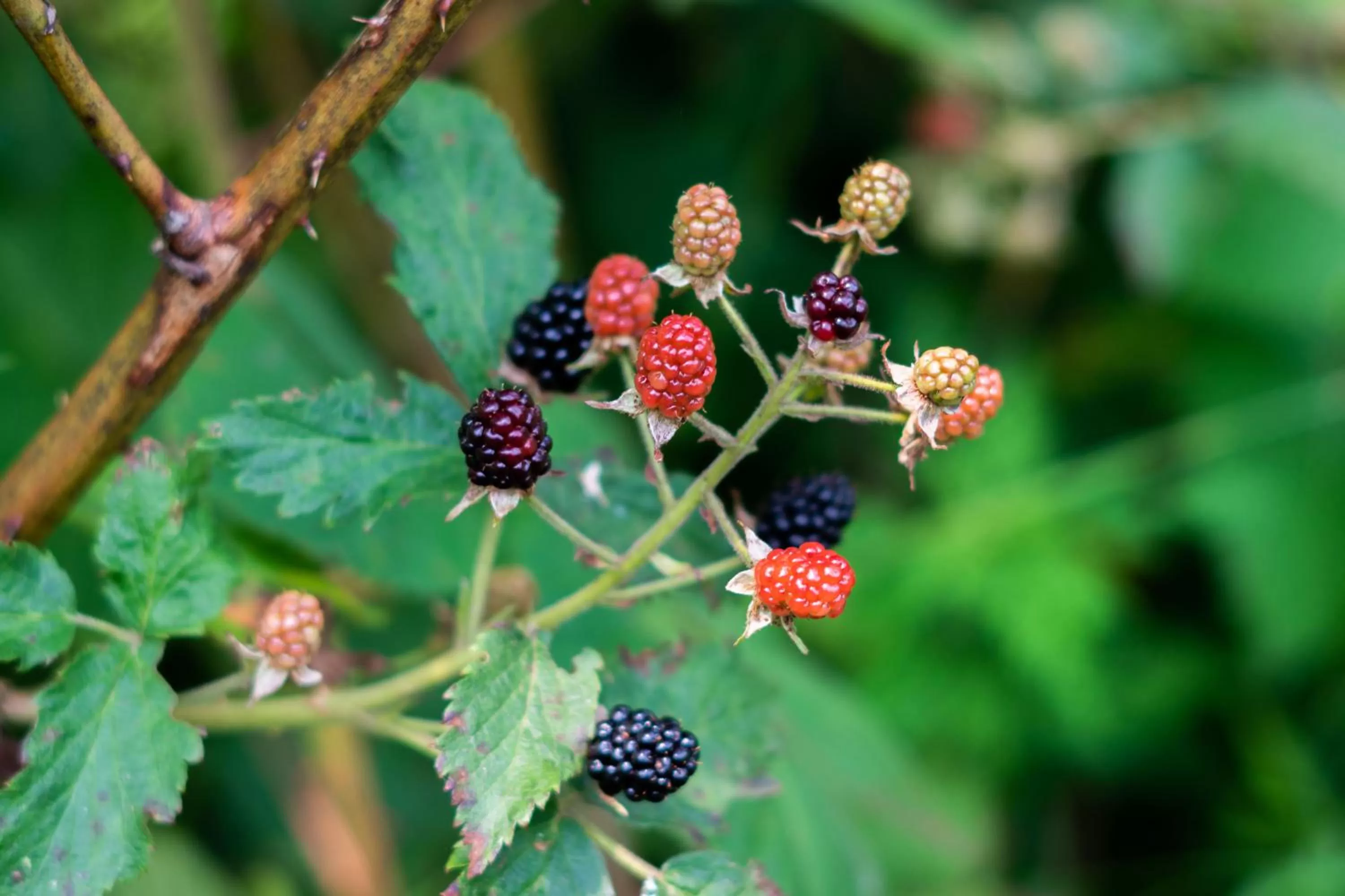 Activities, Other Animals in Gite O'bordeleau