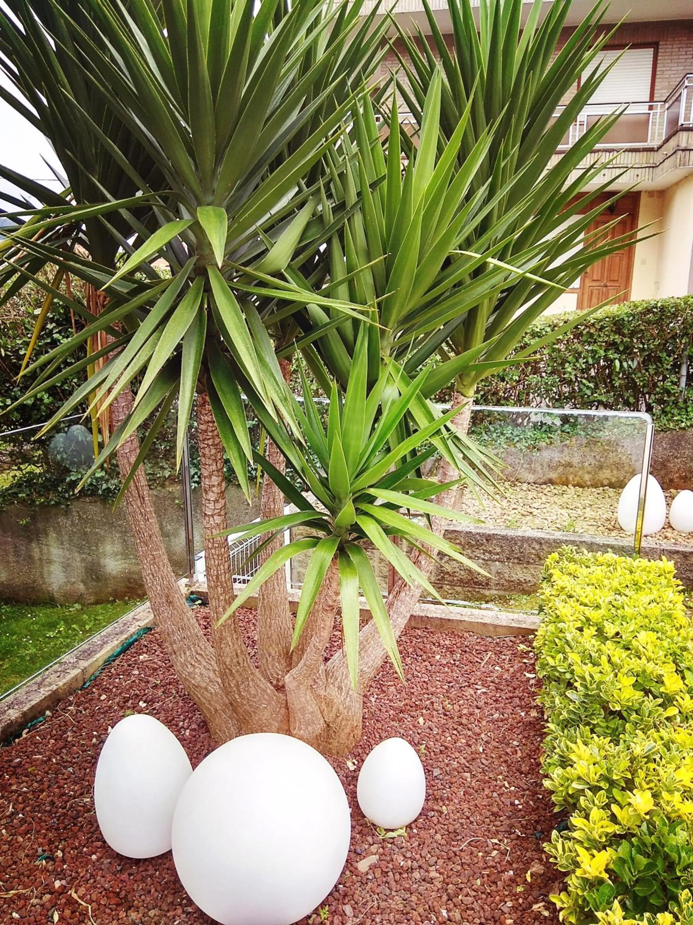 Garden in Hotel Arillo