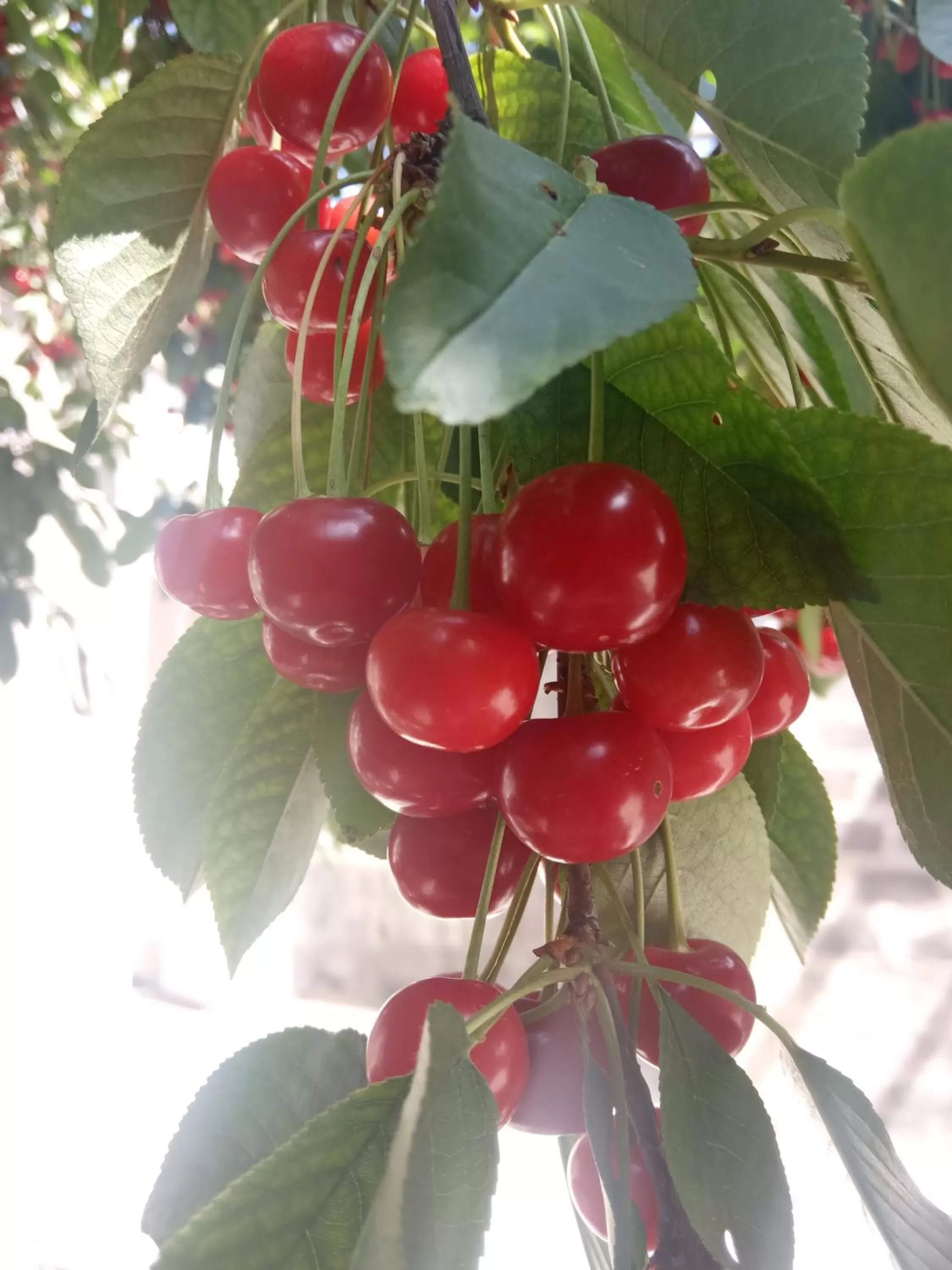 Garden in Guest House David's B&B