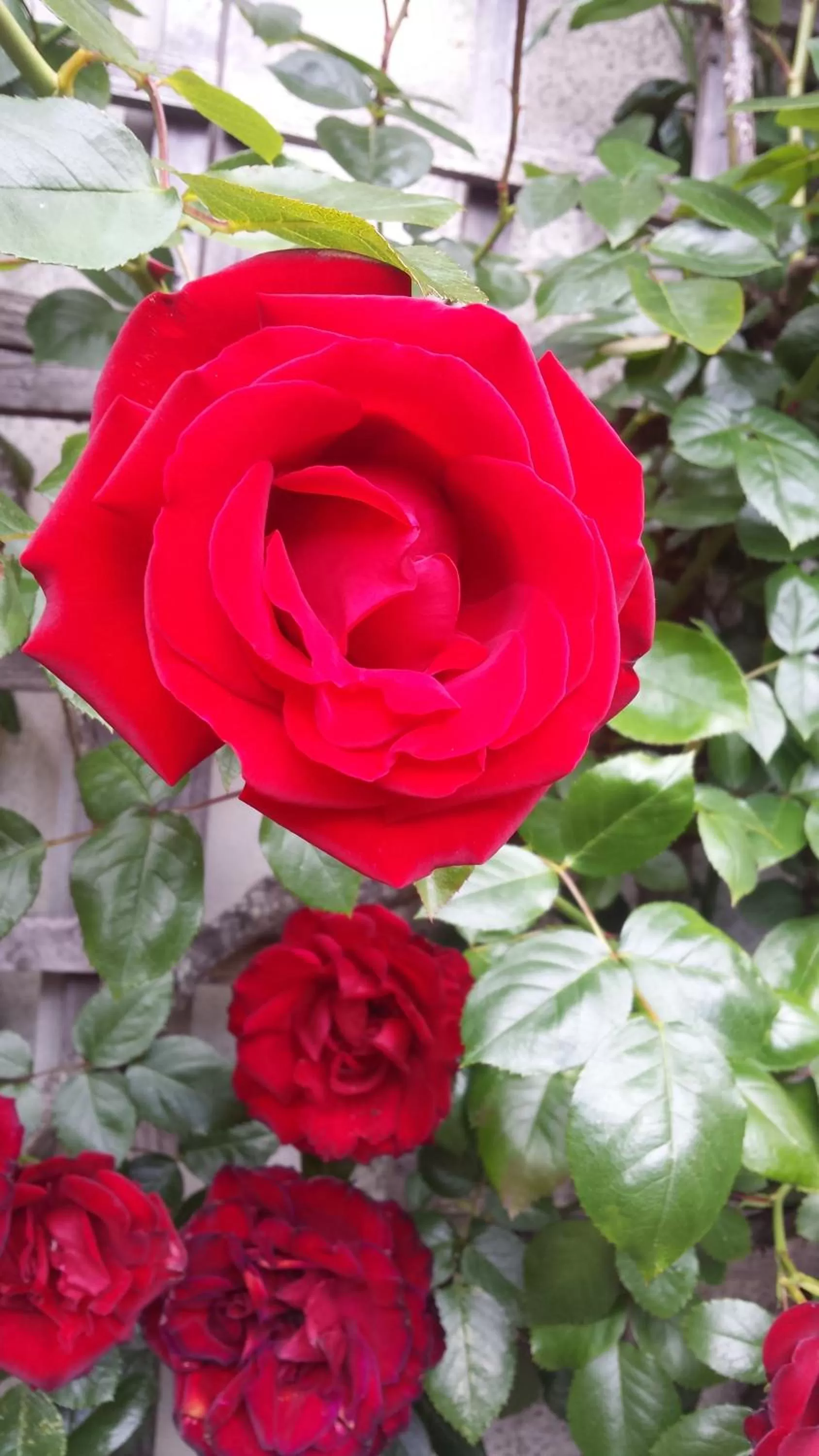Patio in Duke of Buckingham
