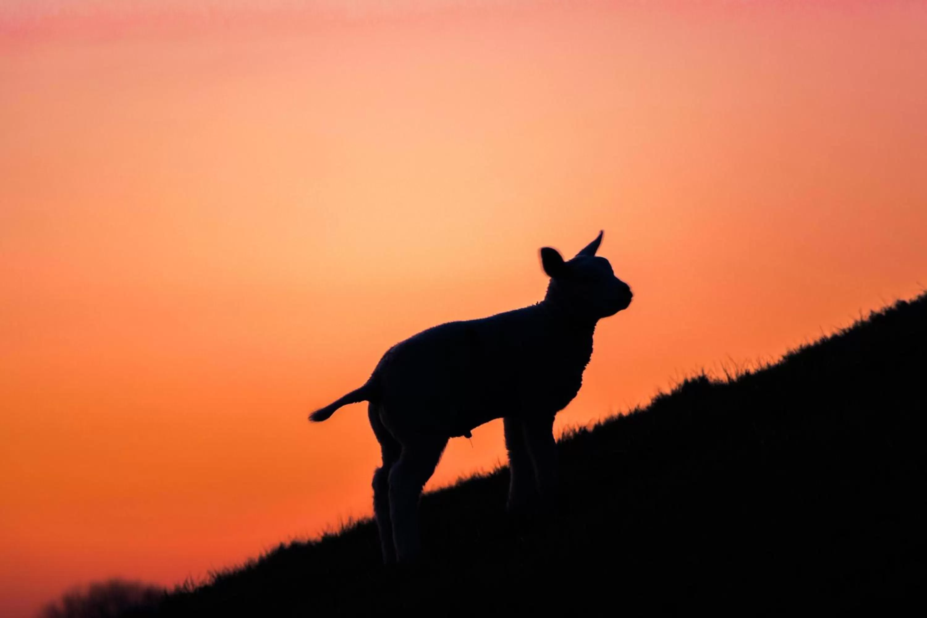 Animals in Bed en Bike Strûnen op Texel