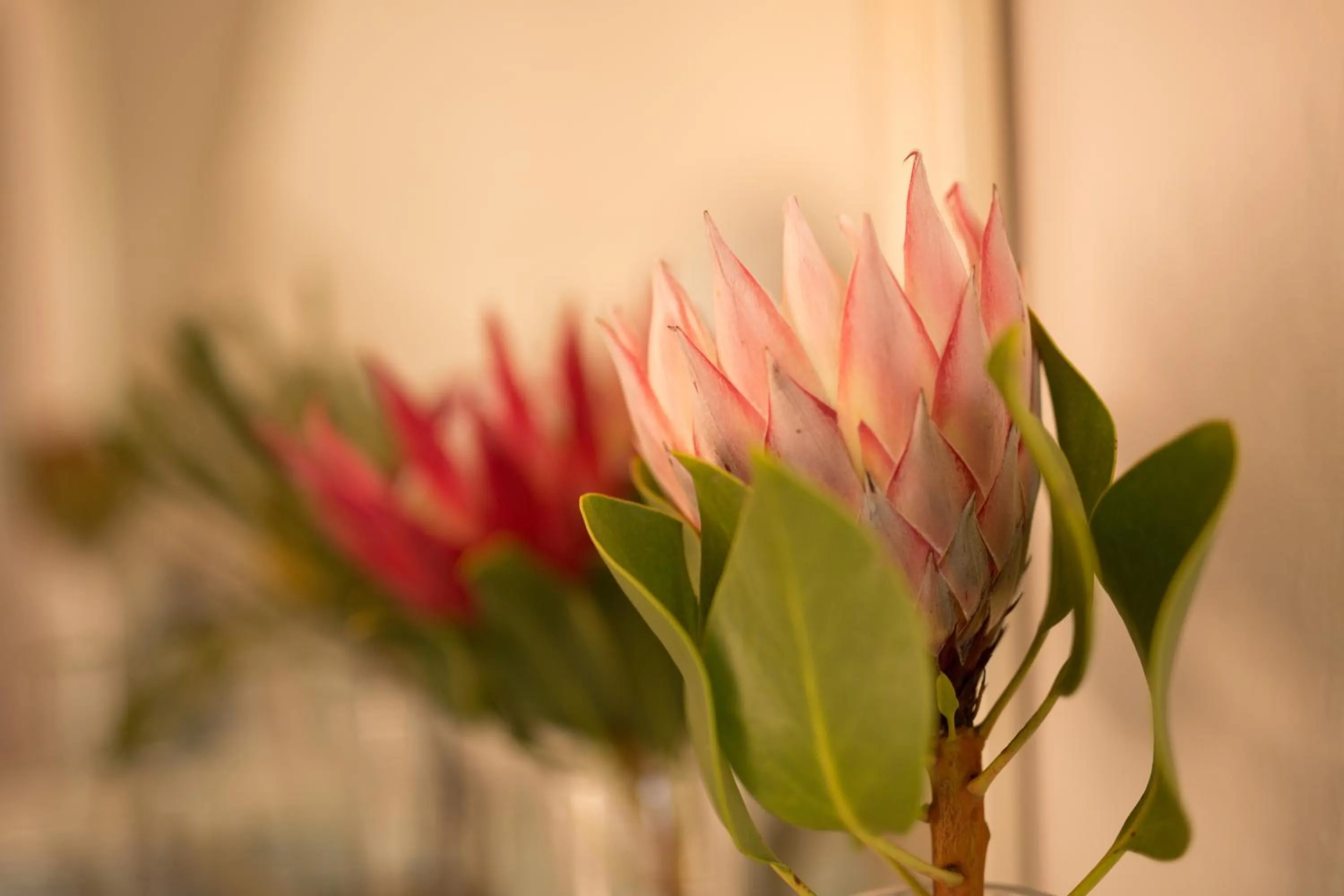 Garden in Point B Guest House -Sustainable Solar Energy