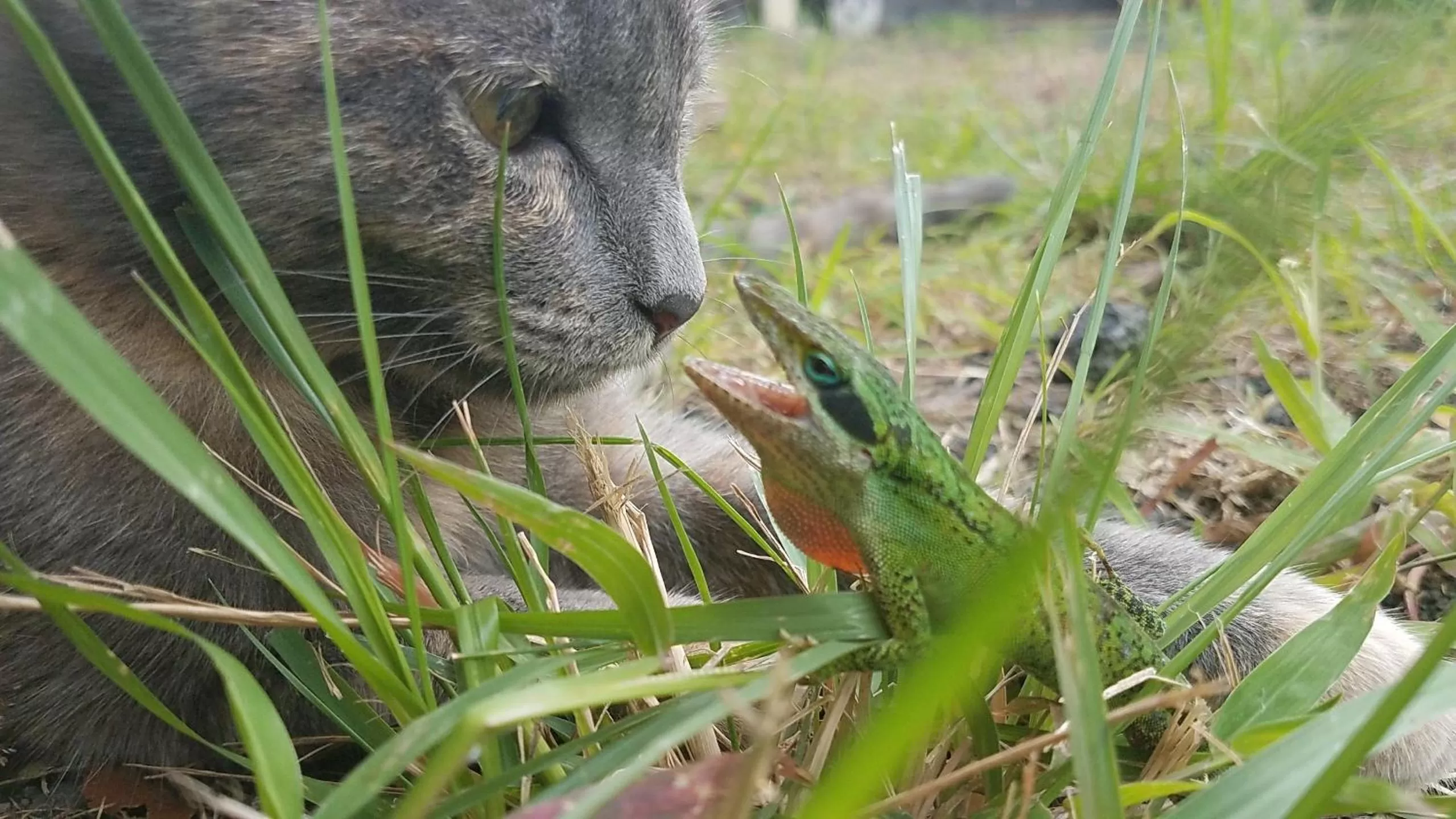 Pets, Other Animals in Kona Bayview Inn