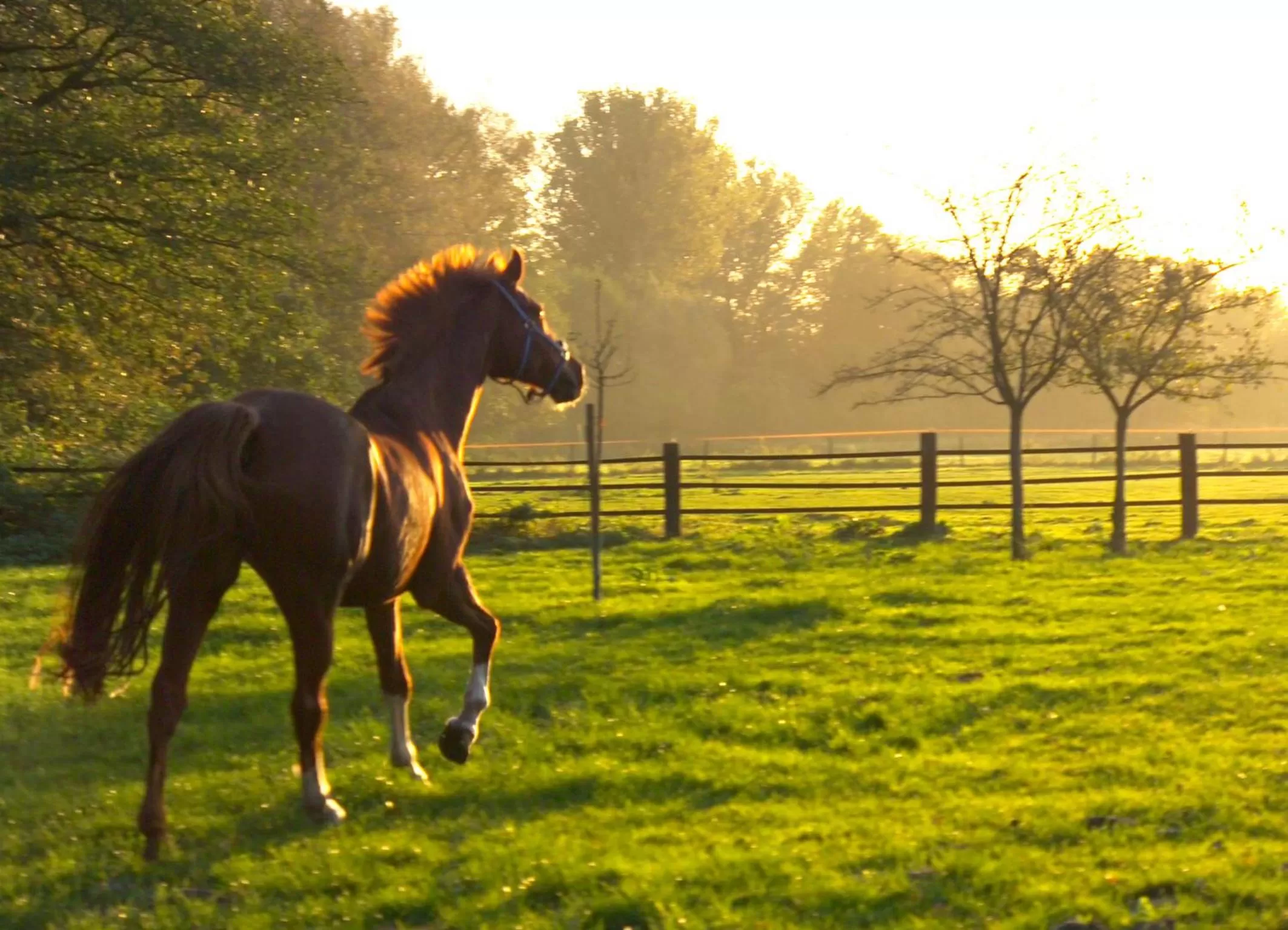Hotel Restaurant Piärdestall Hövelhof
