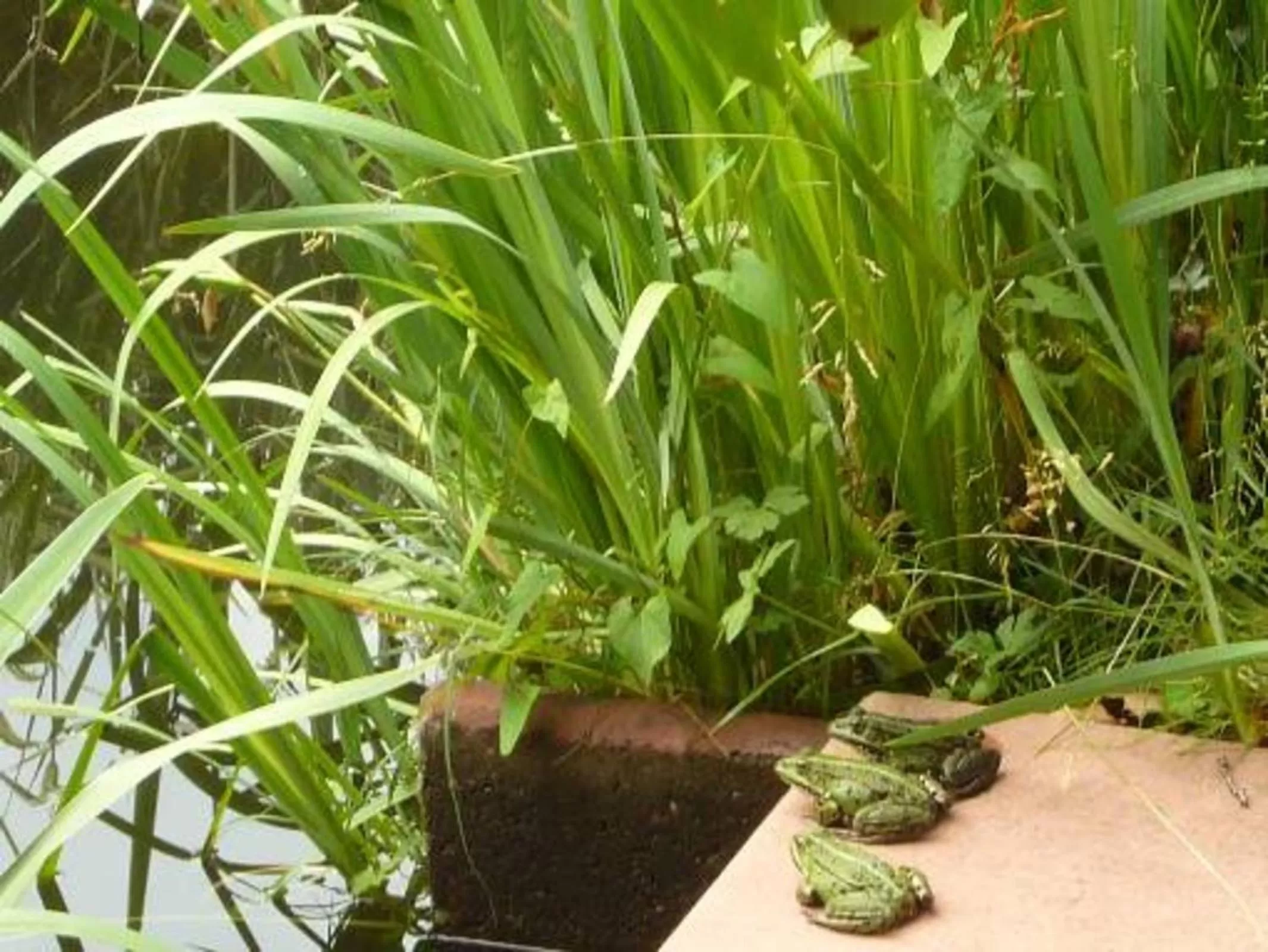 Garden view in Gasthaus-Pension Zum Brandweiher