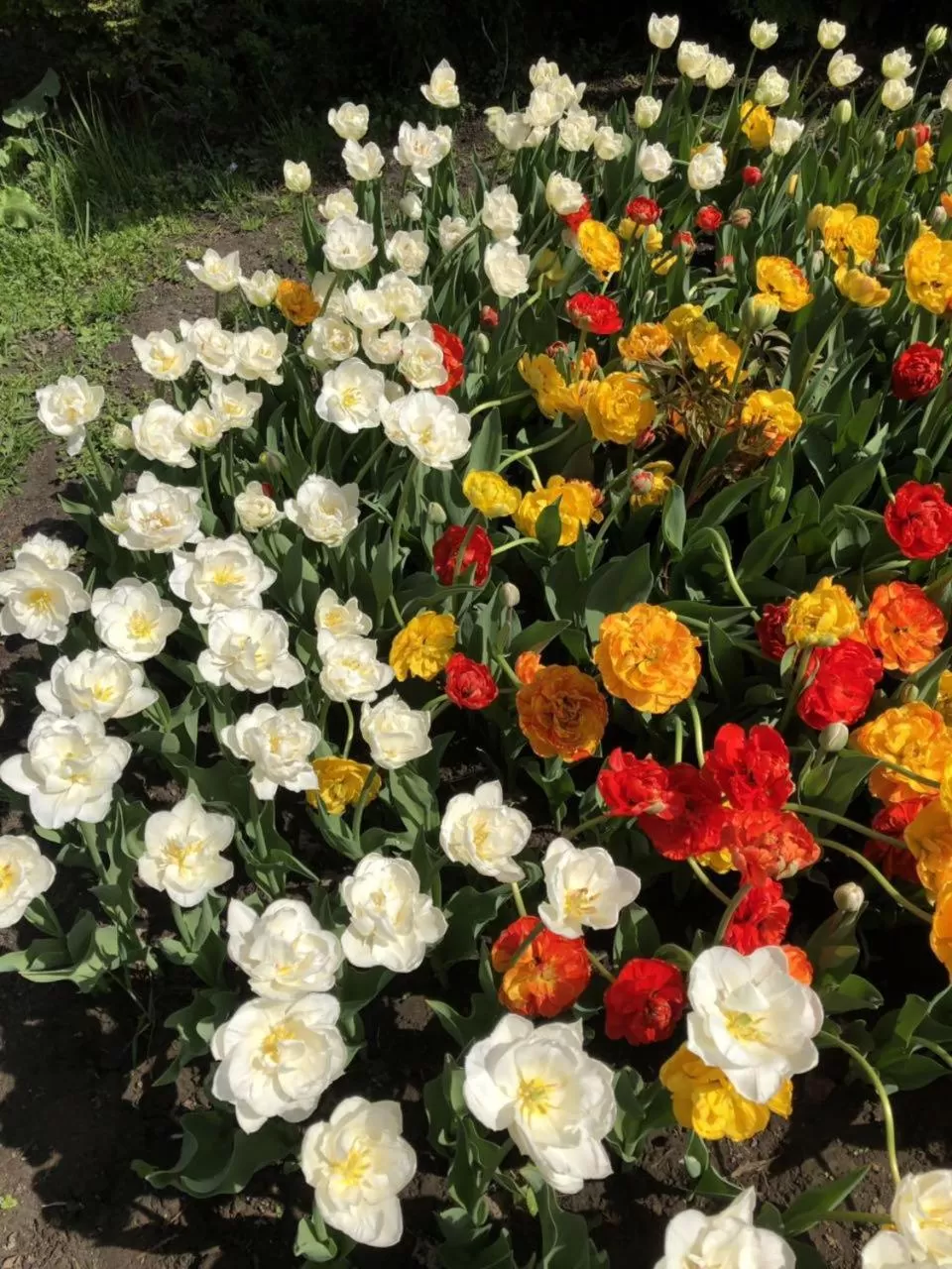 Garden in Petrovskyi Brovar