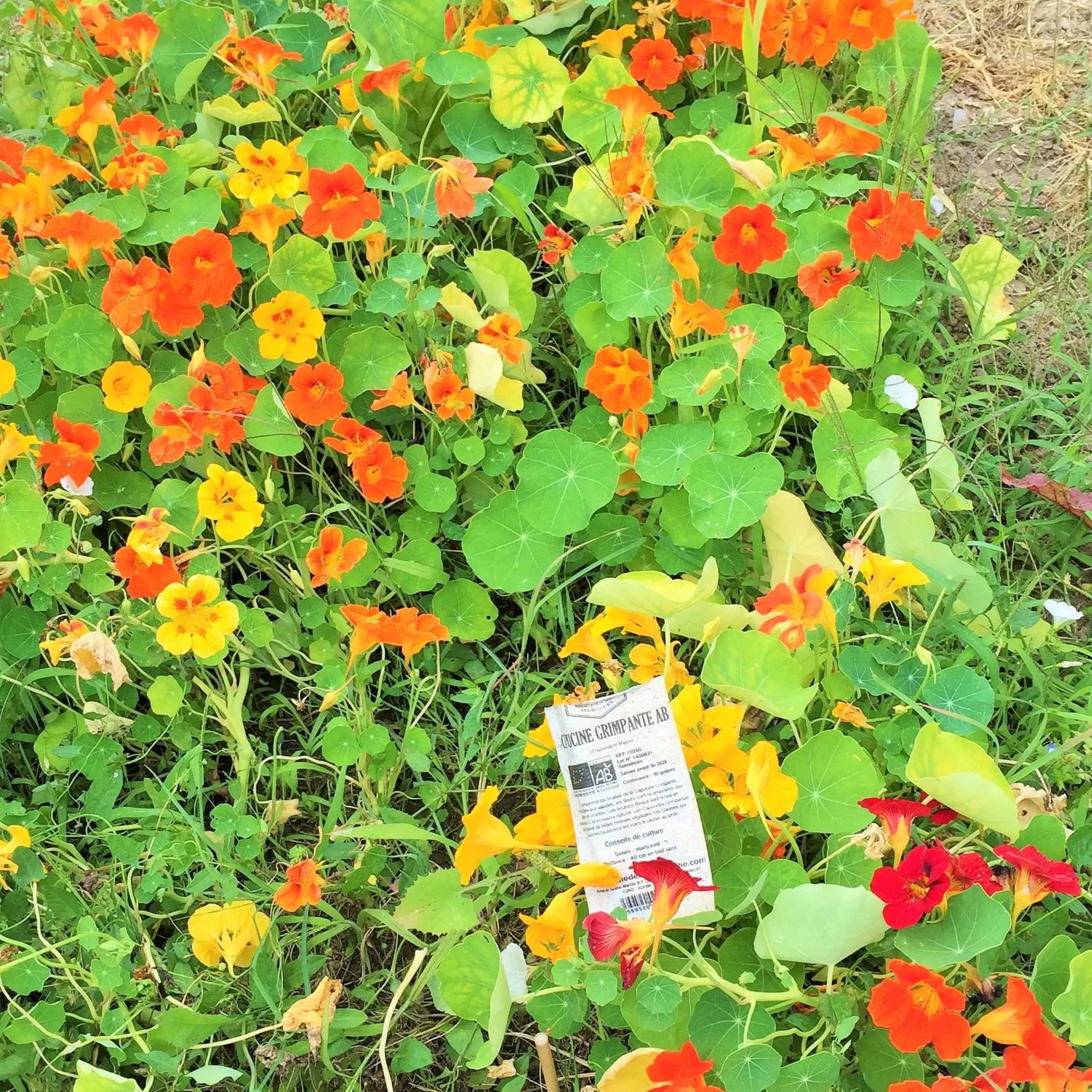 Garden in Manoir de la Rémonière
