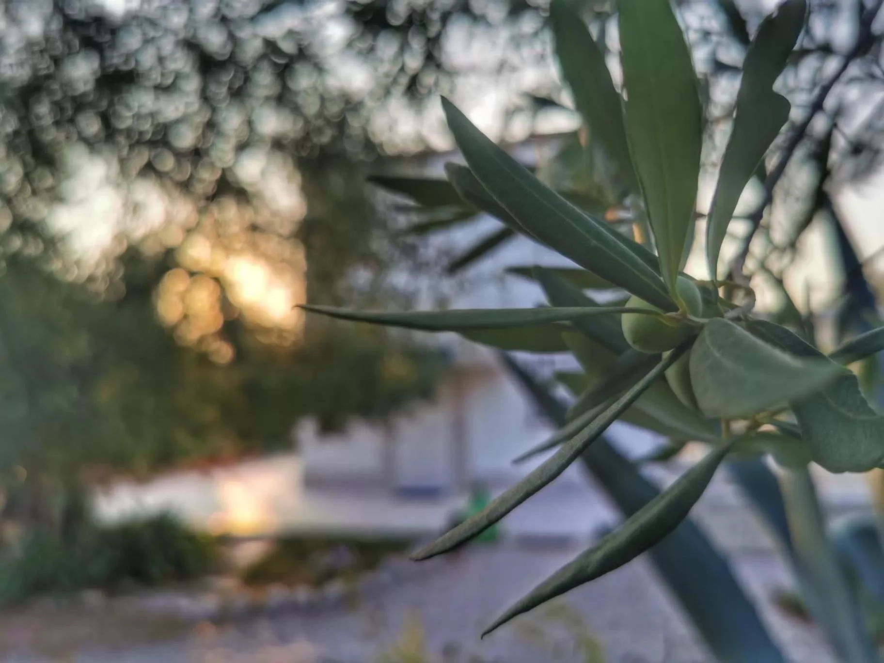 Garden in B&B Villa Mediterranea with private parking