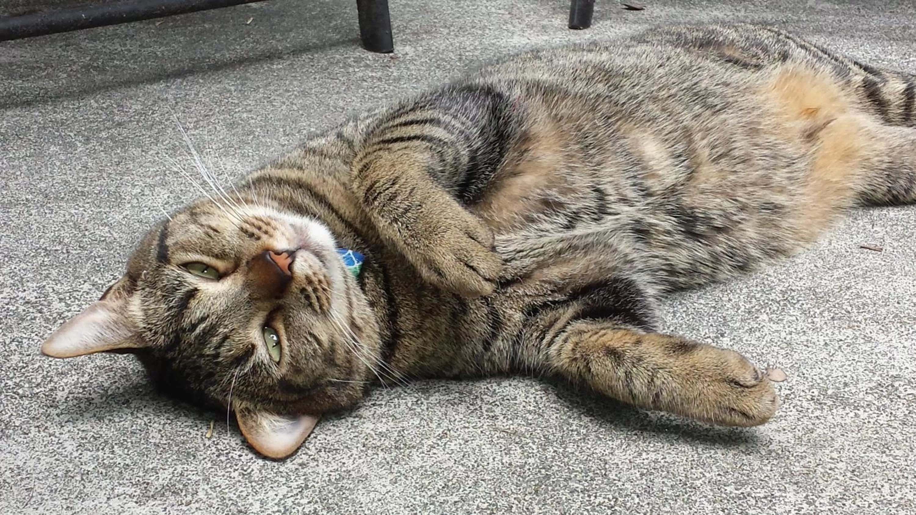 Staff, Pets in Volcano Village Lodge