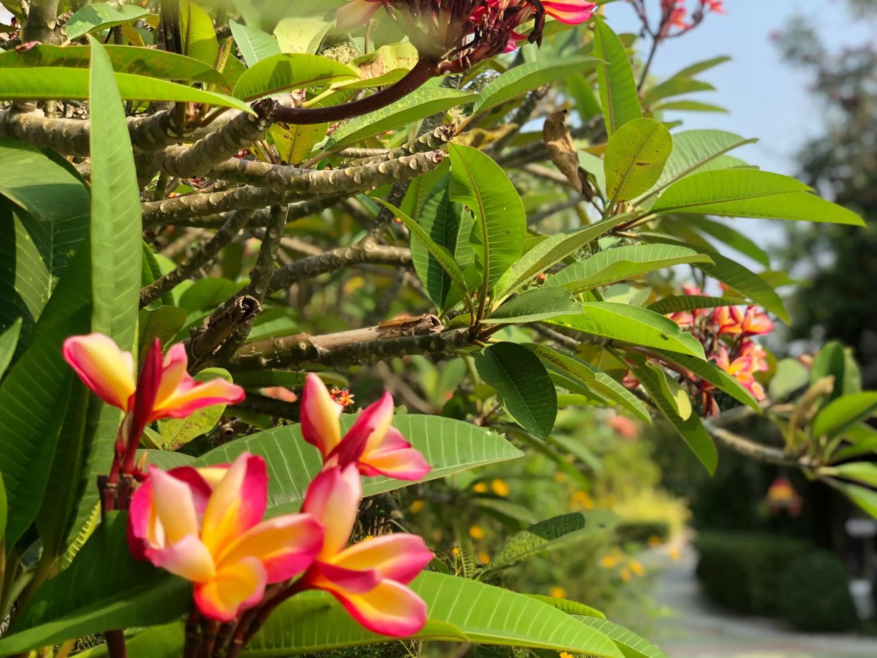 Garden in Try Palace Resort Kep