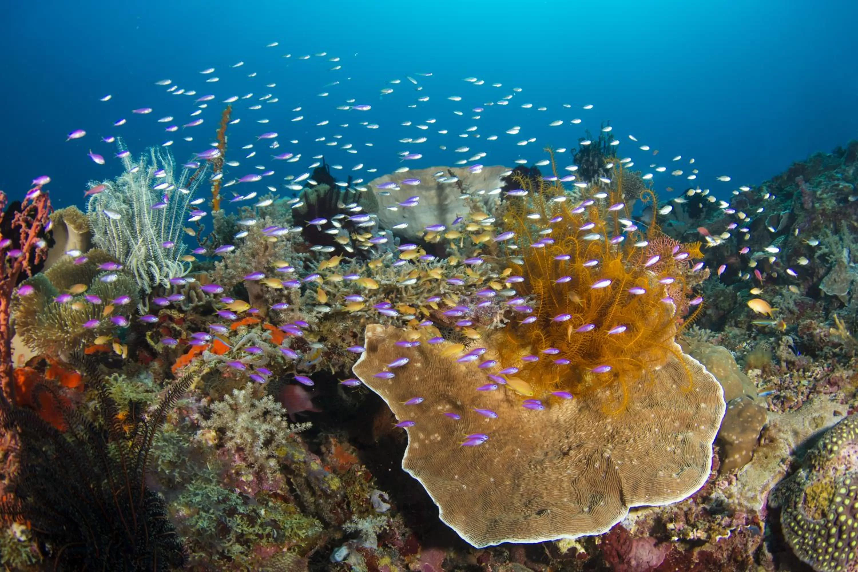 Diving in Punta Bulata White Beach Resort & Spa