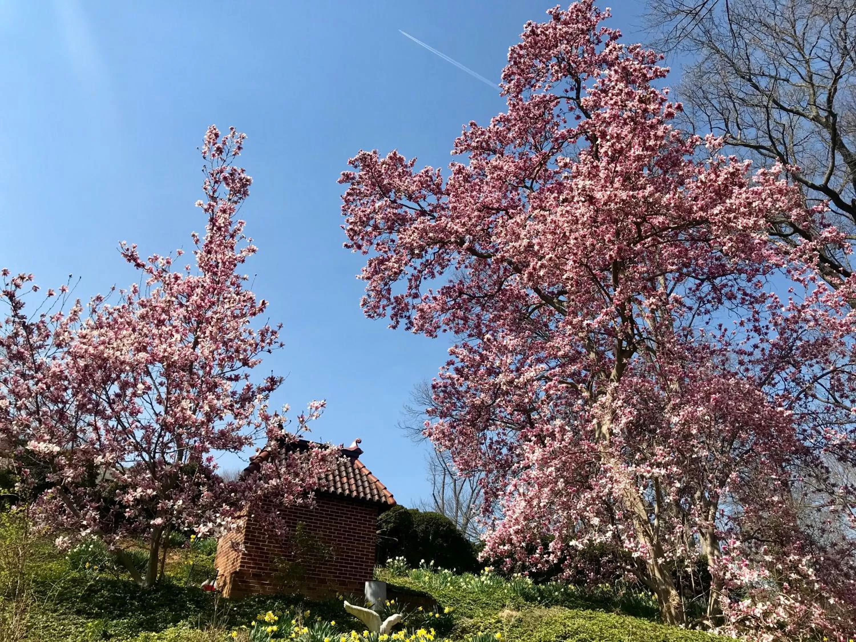 Garden in Gramercy Mansion