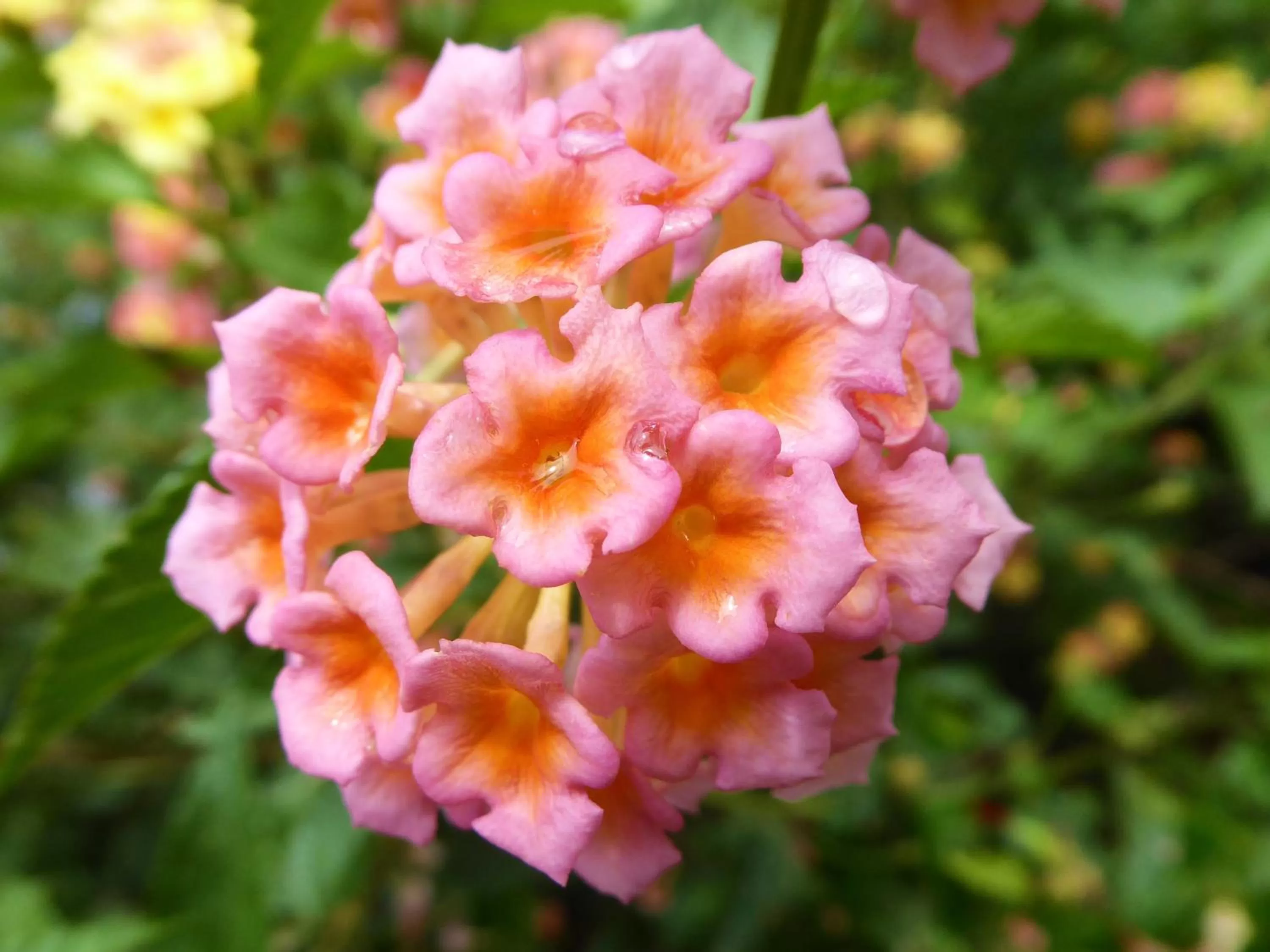 Garden in Finca El Cielo
