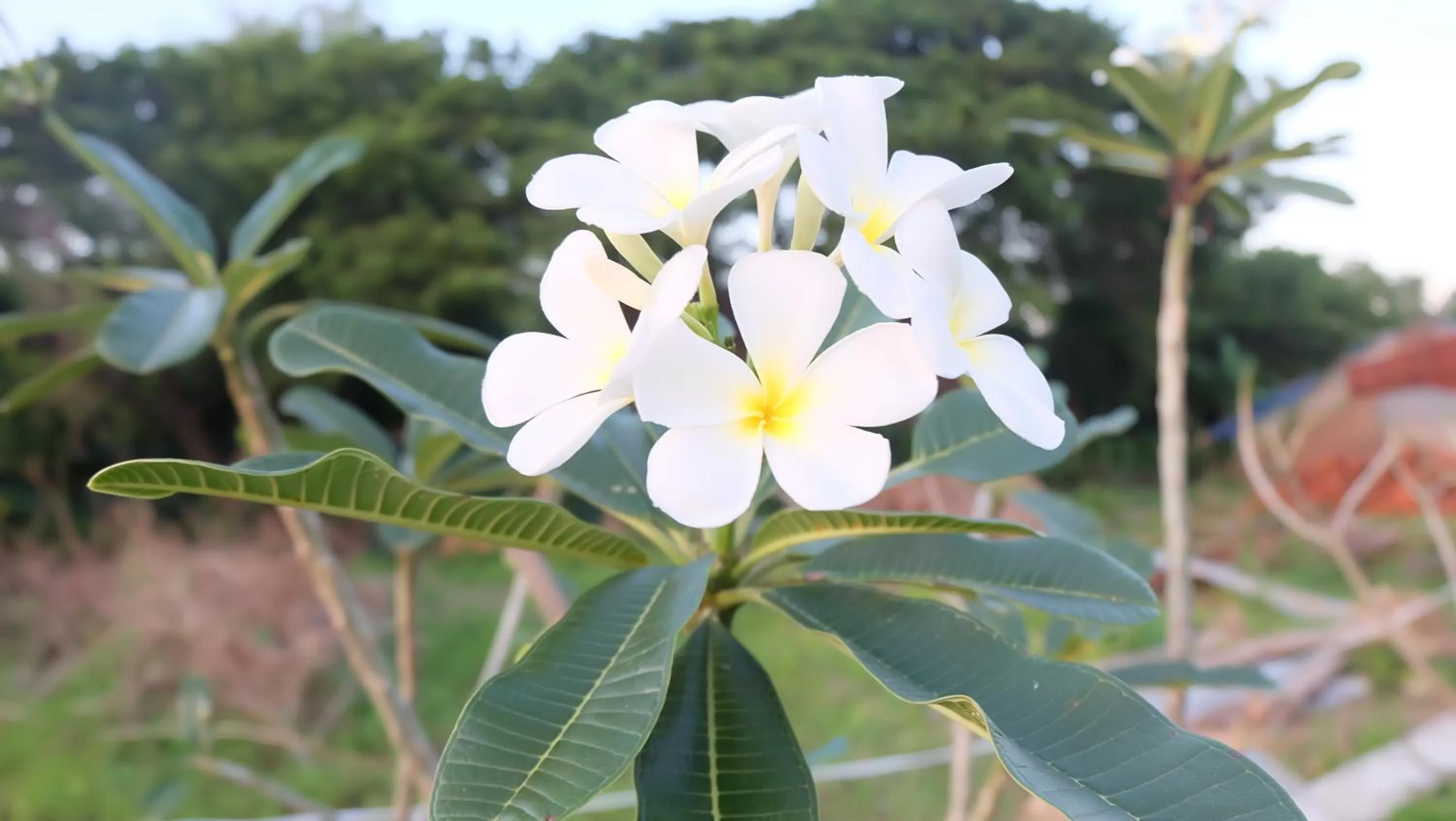 Garden view in Bamboo Bungalow