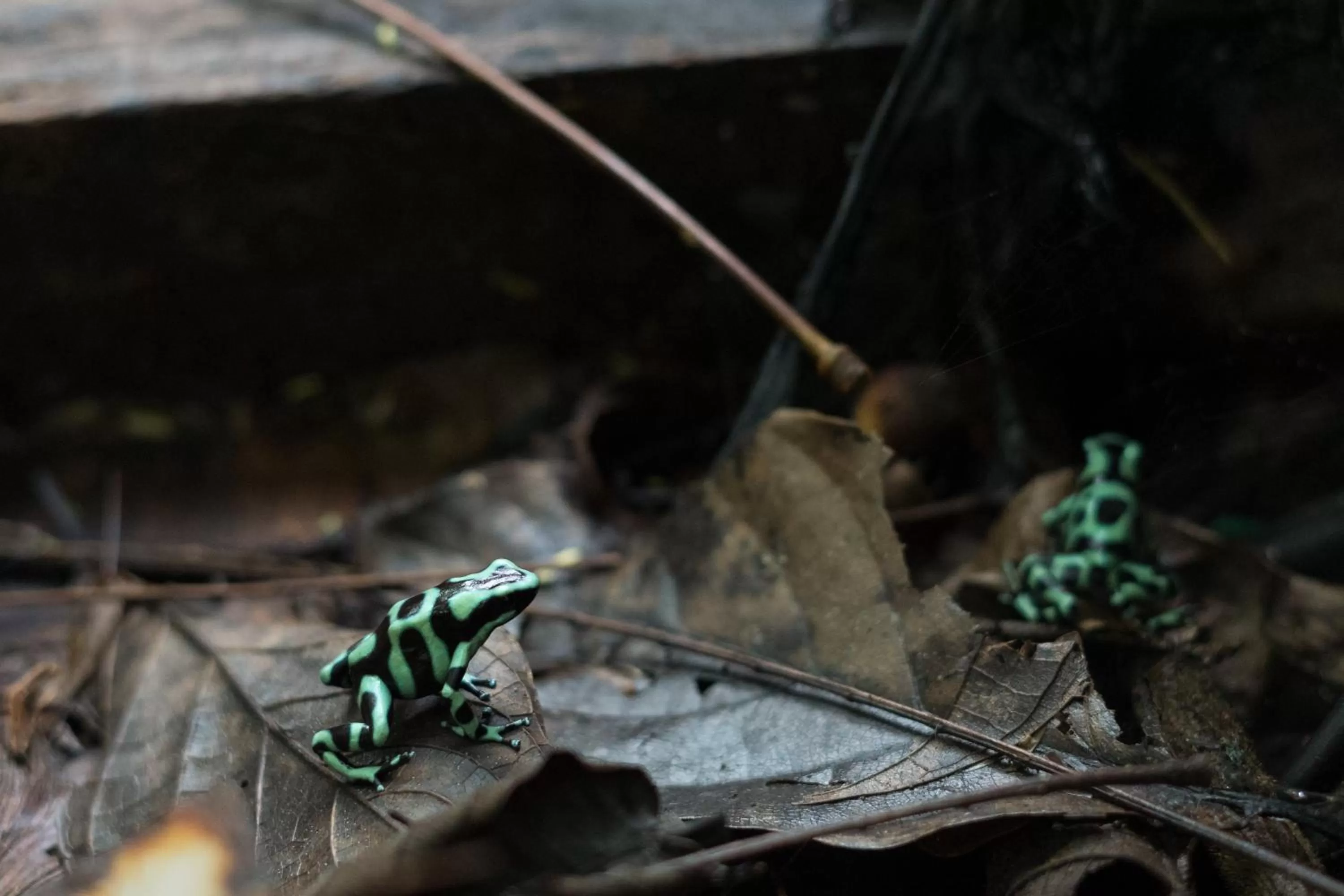 Animals in Cabañas del Rio