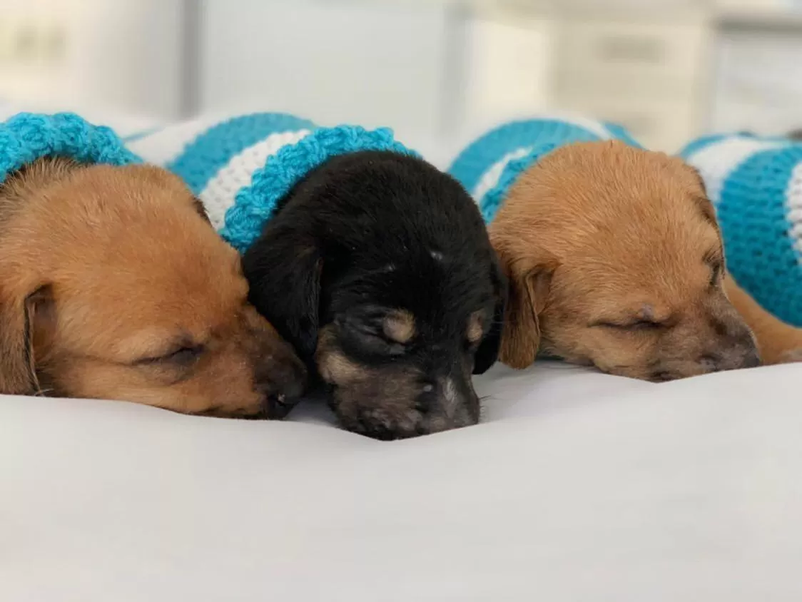 Pets in PURE WELLNESS SEA-VIEW Beluga & Dolphin Luxury HOTEL apartments