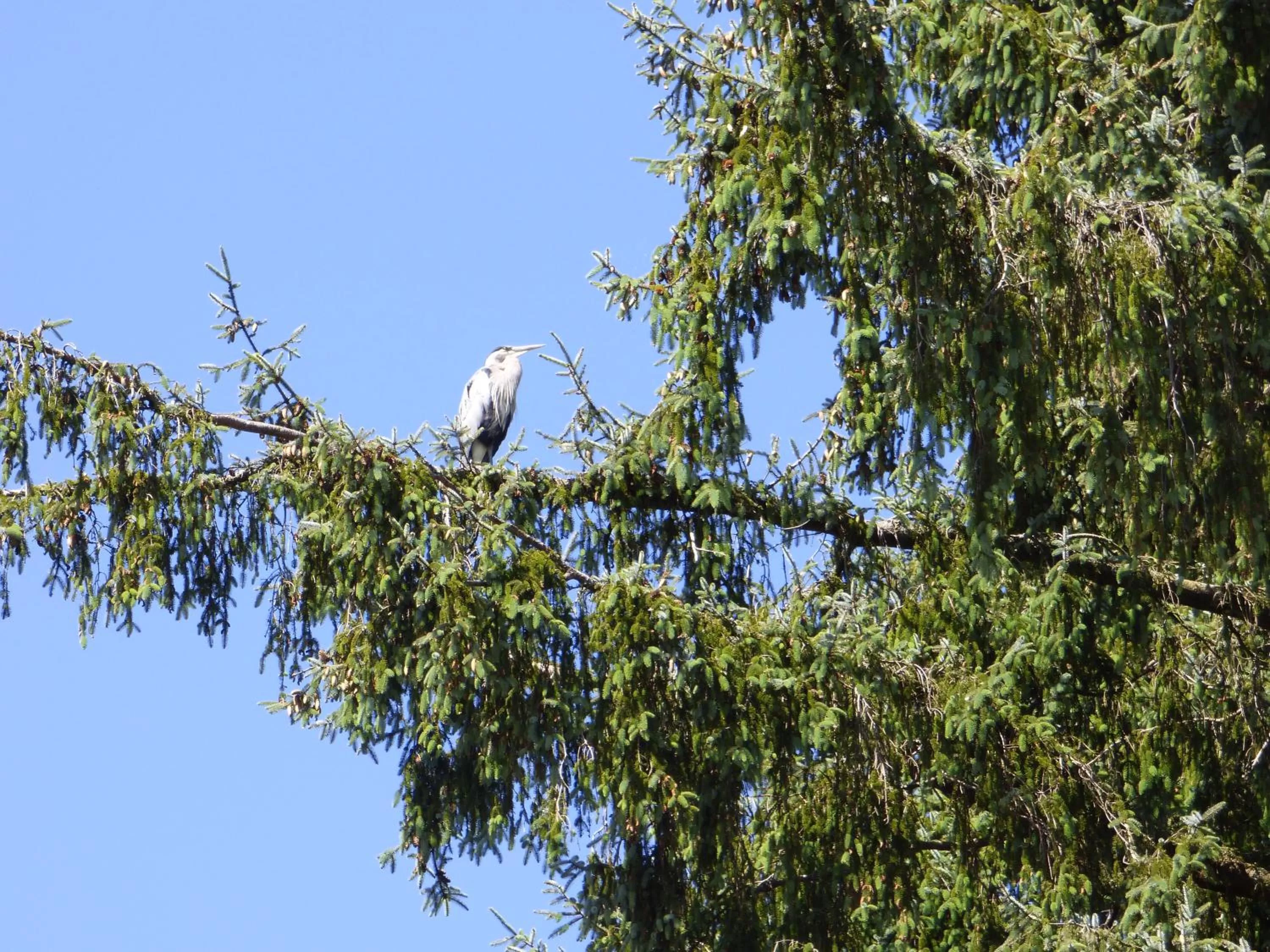Animals in Sheltered Nook On Tillamook Bay