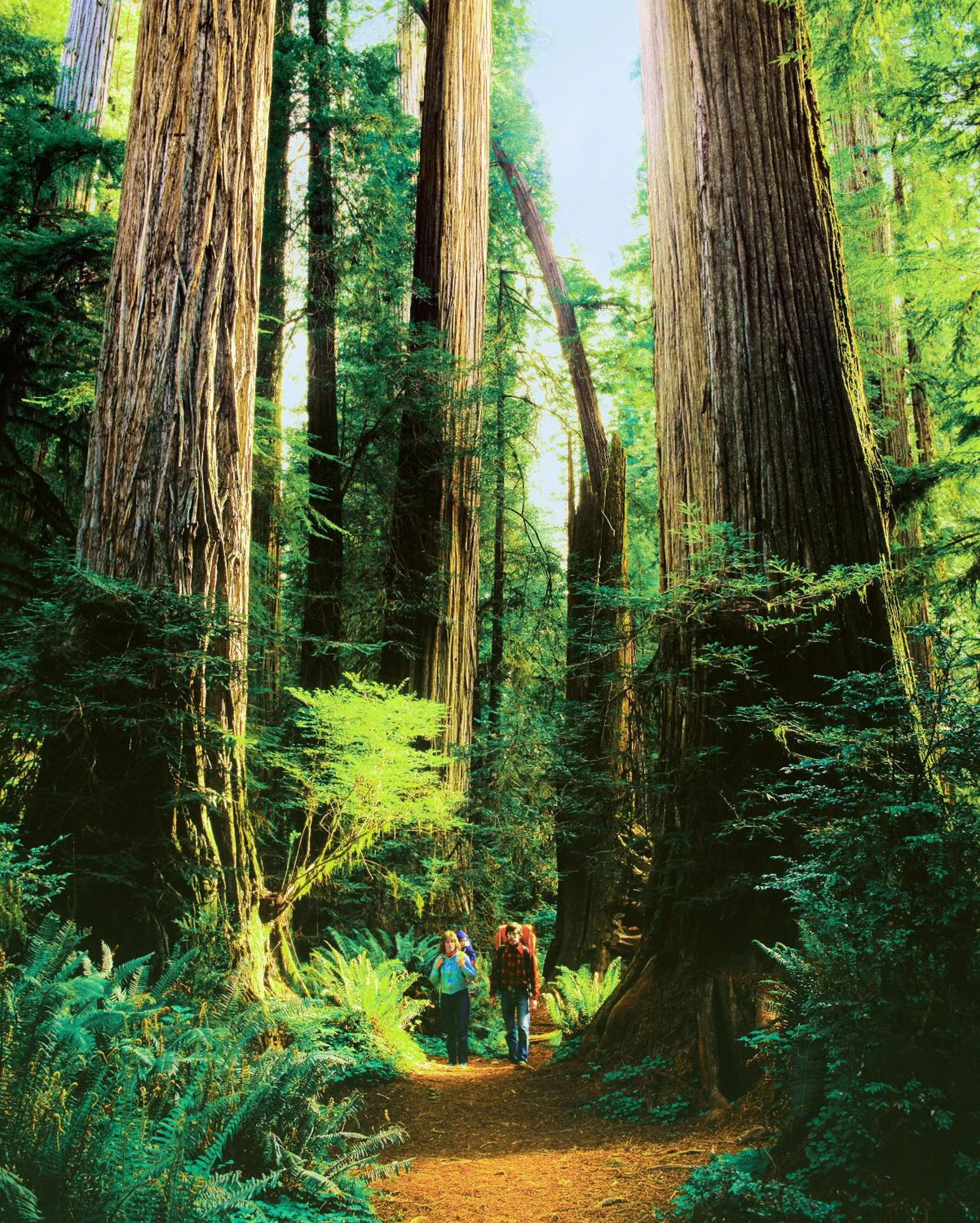 Day in Redwood Suites