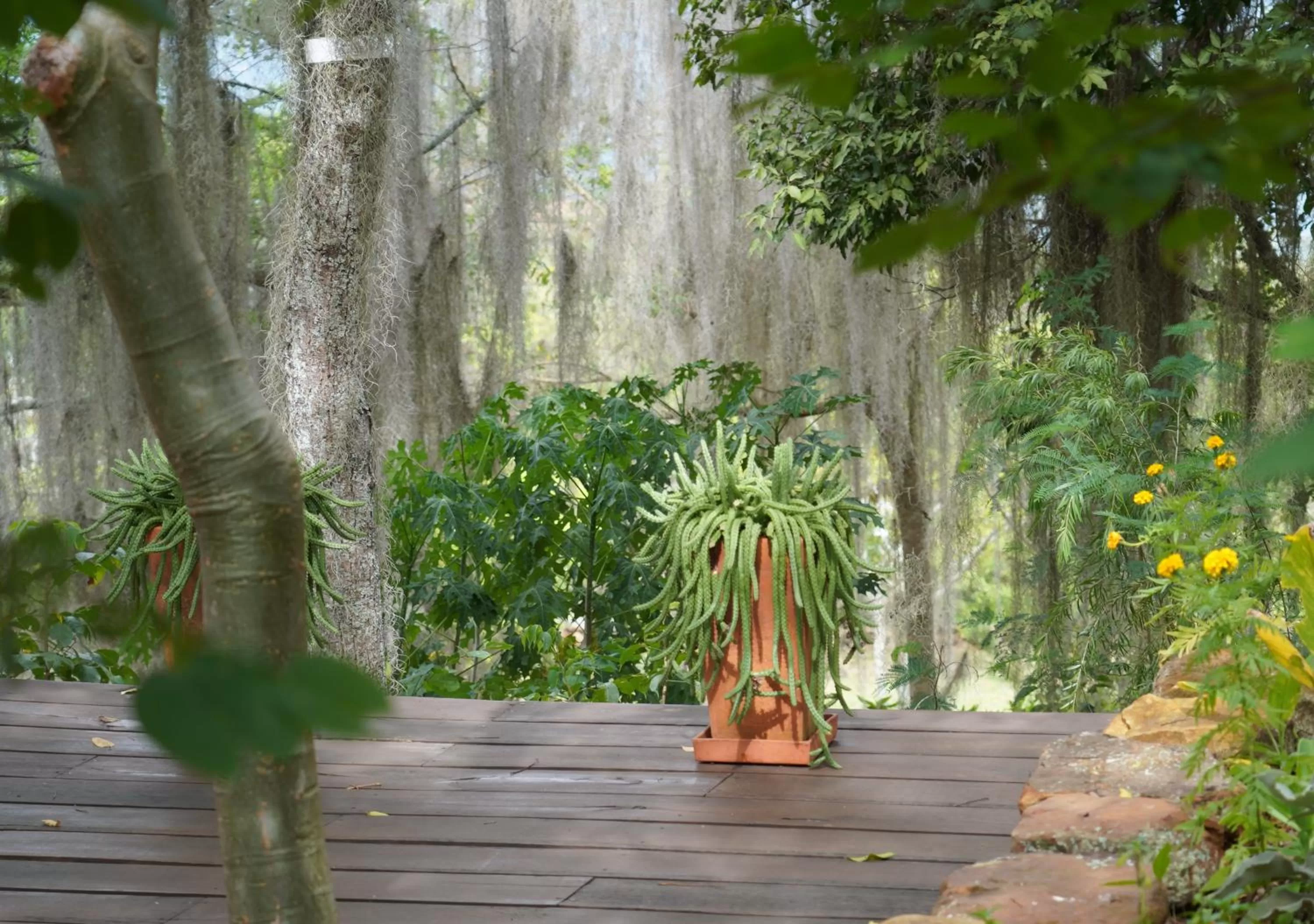 Garden in El Paraiso - B&B Finca San Vicente