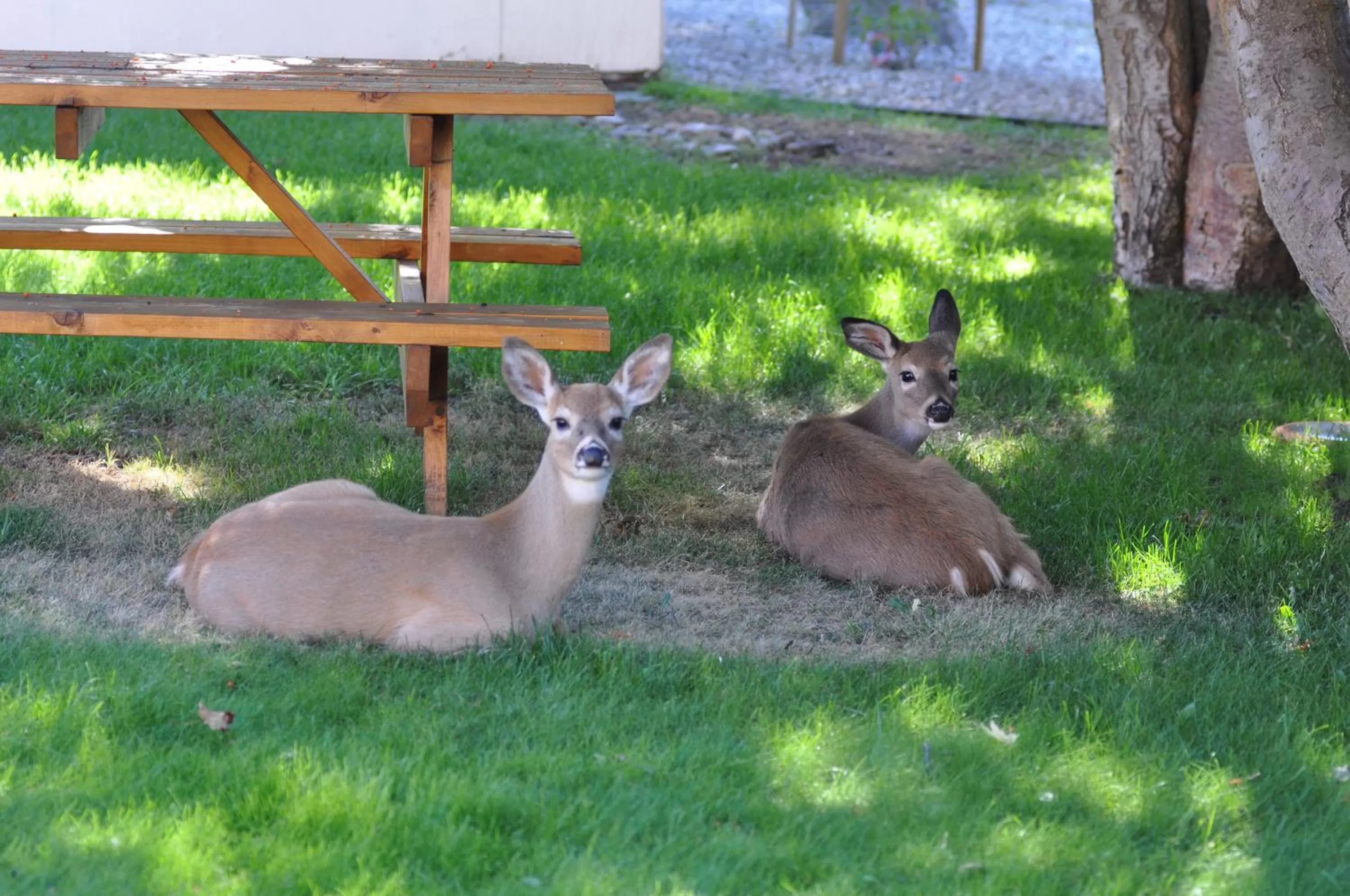 Animals in Western Traveller Motel