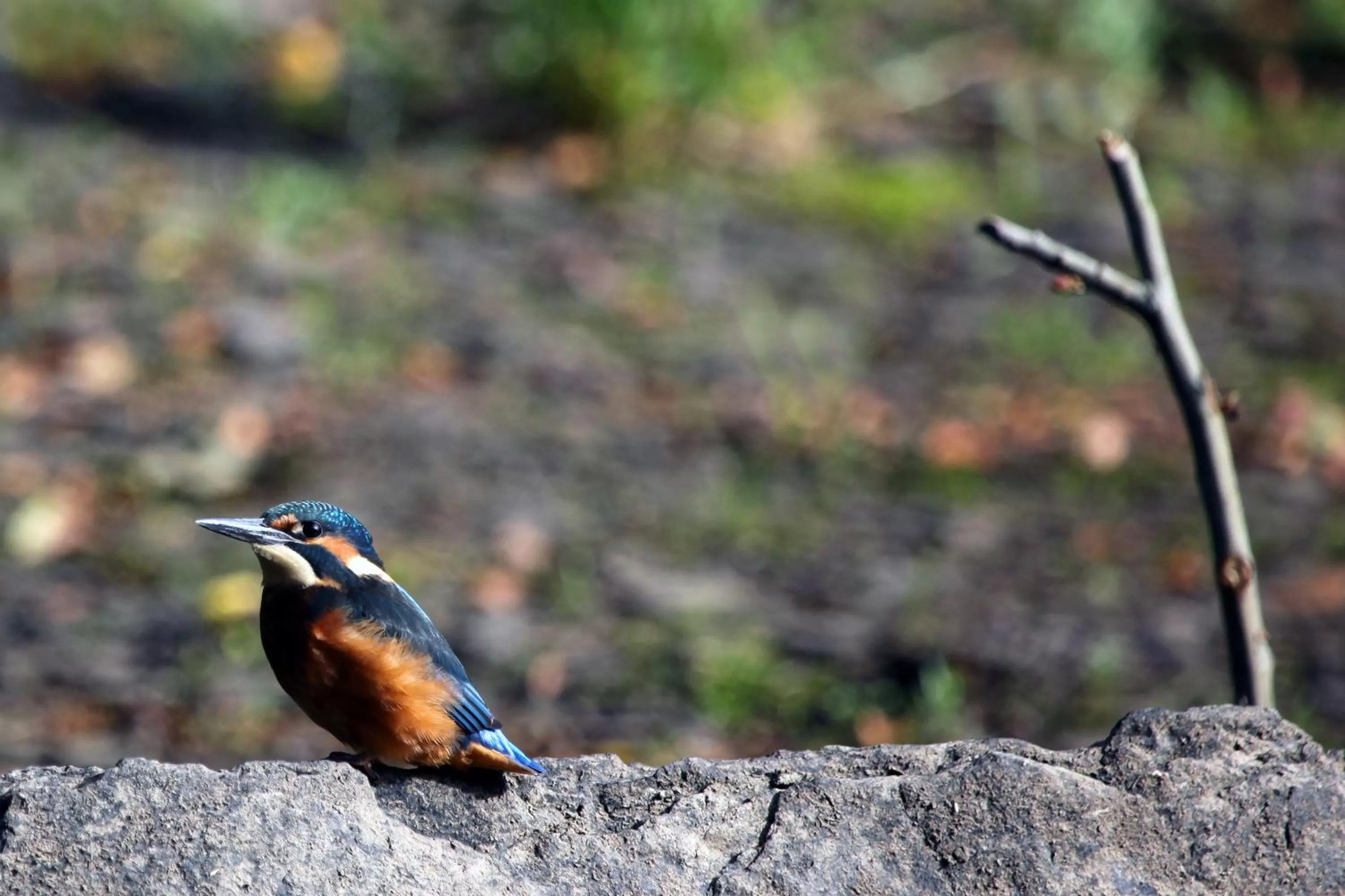 Day in Cannaway House B&B