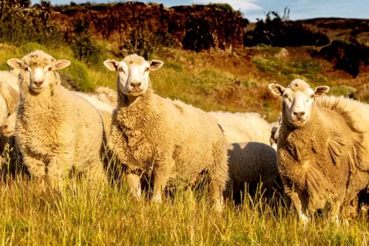 Hostería El Galpón Del Glaciar