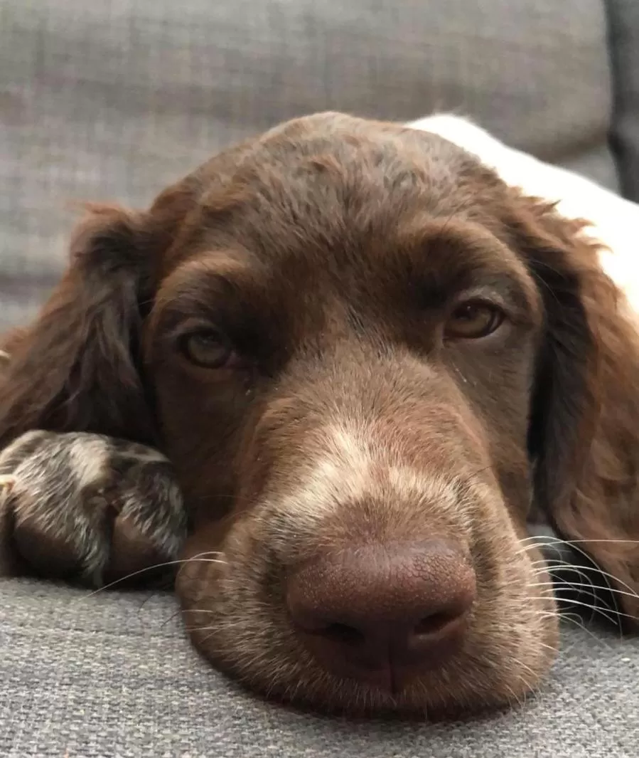 Pets in Villa BlauwHemel Diever